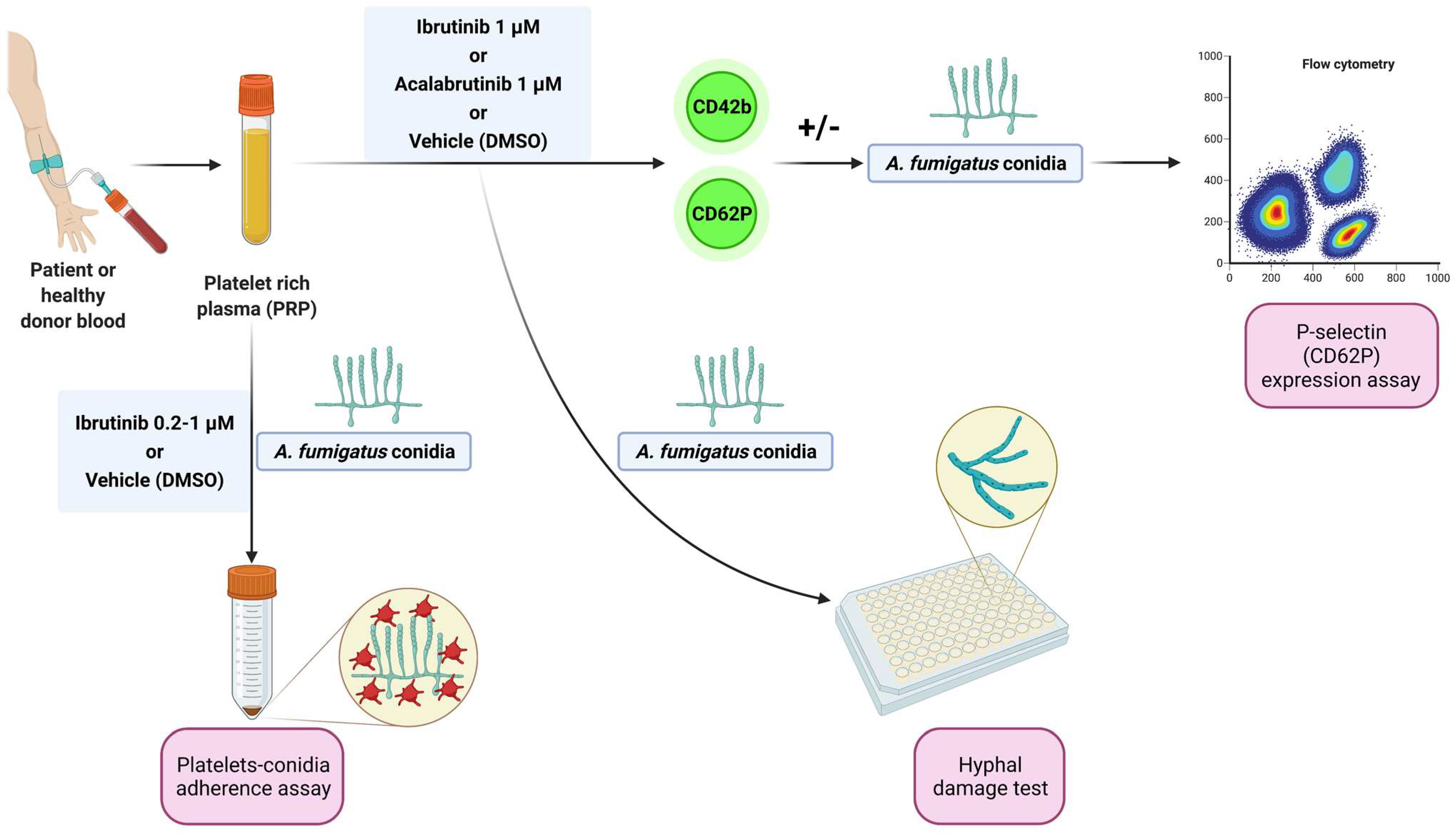 Cells 11 01003 g001 550