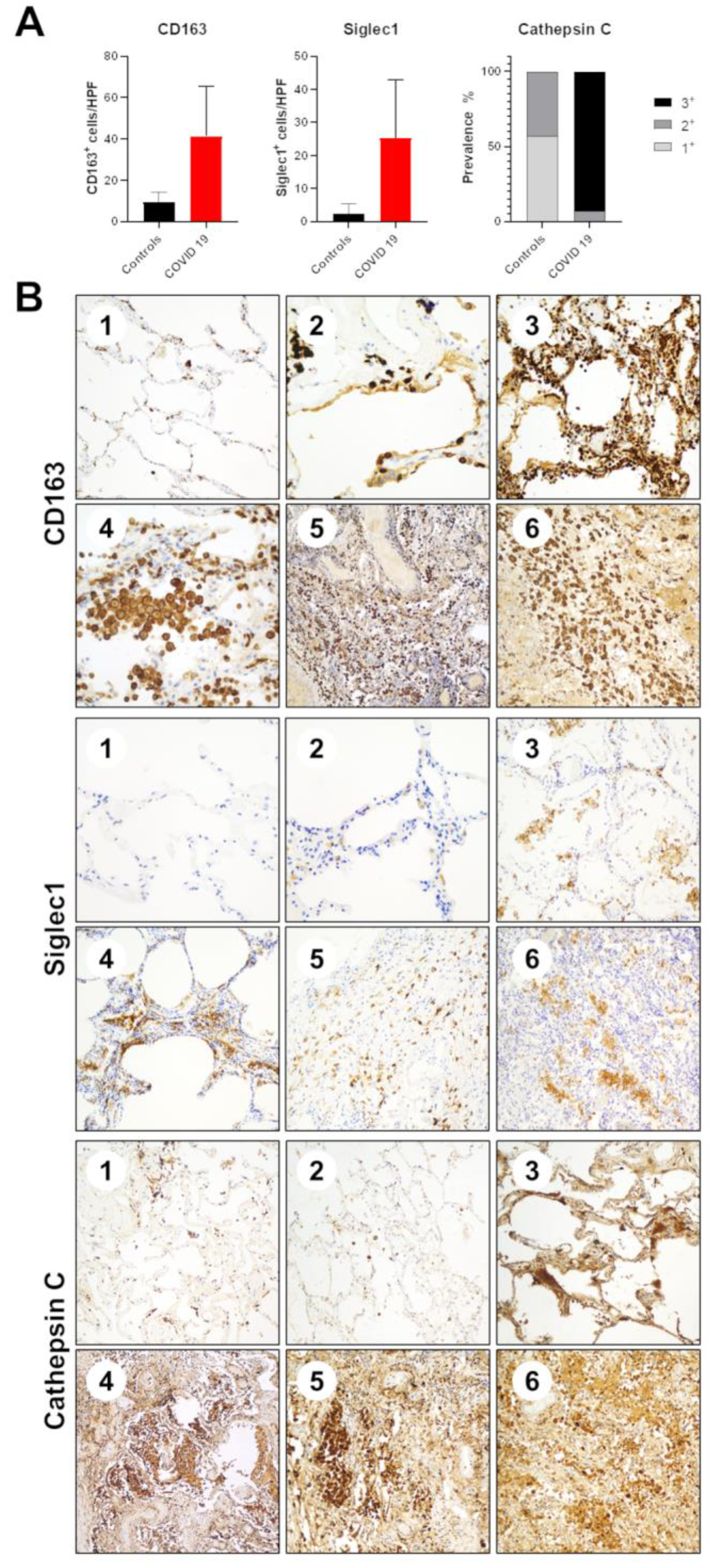 Cells 11 01011 g005 550