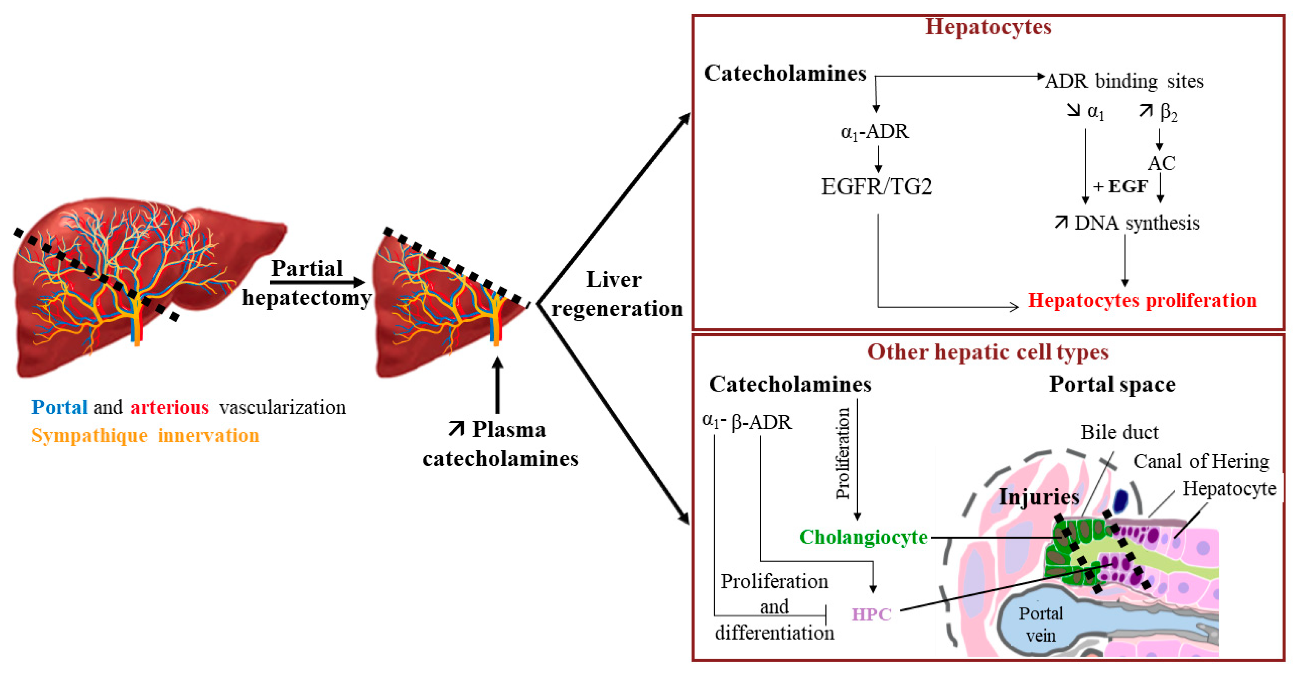 Cells 11 01021 g005 Cells 11 01021 g005
