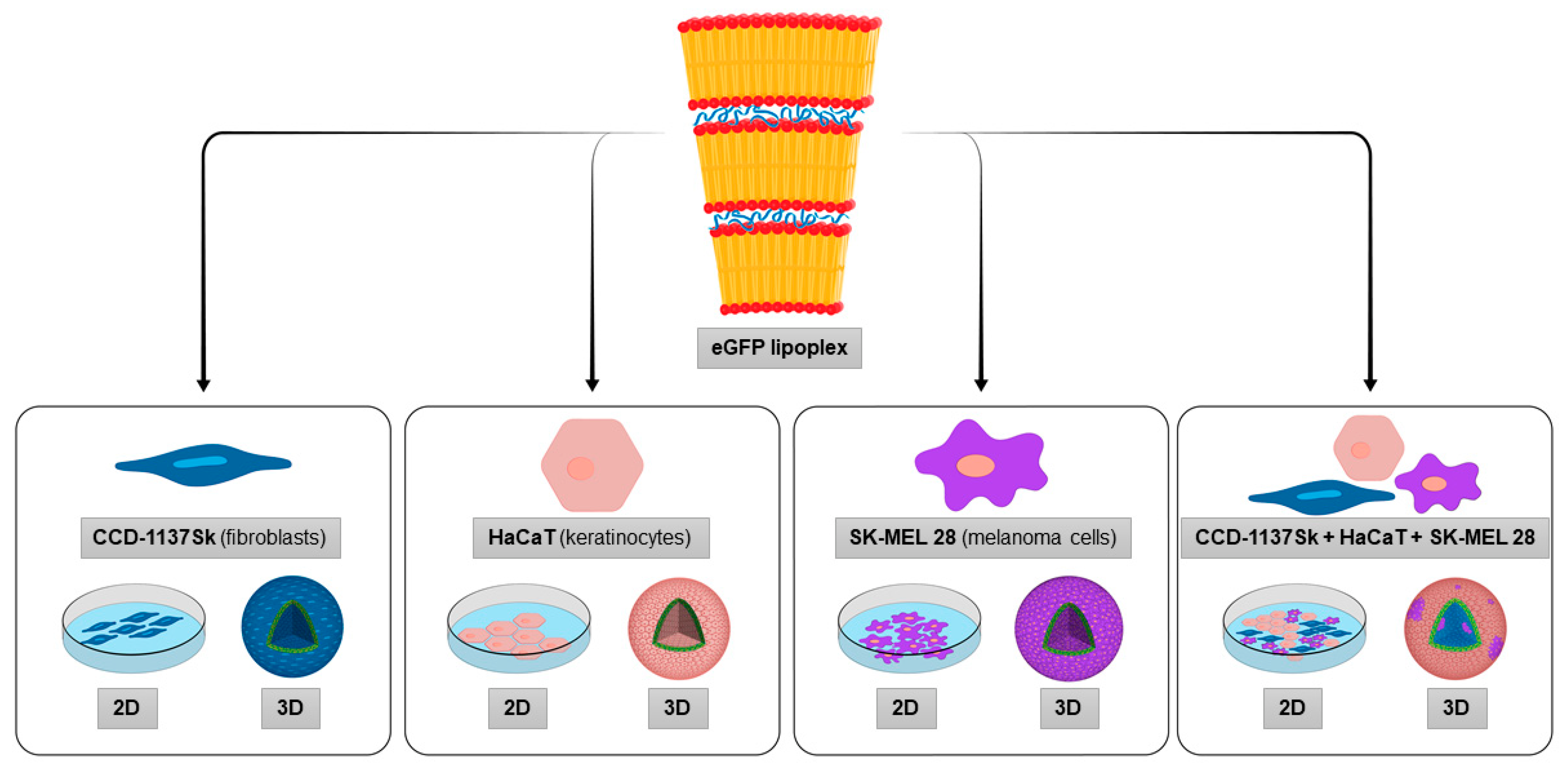 Cells 11 01026 g001 550