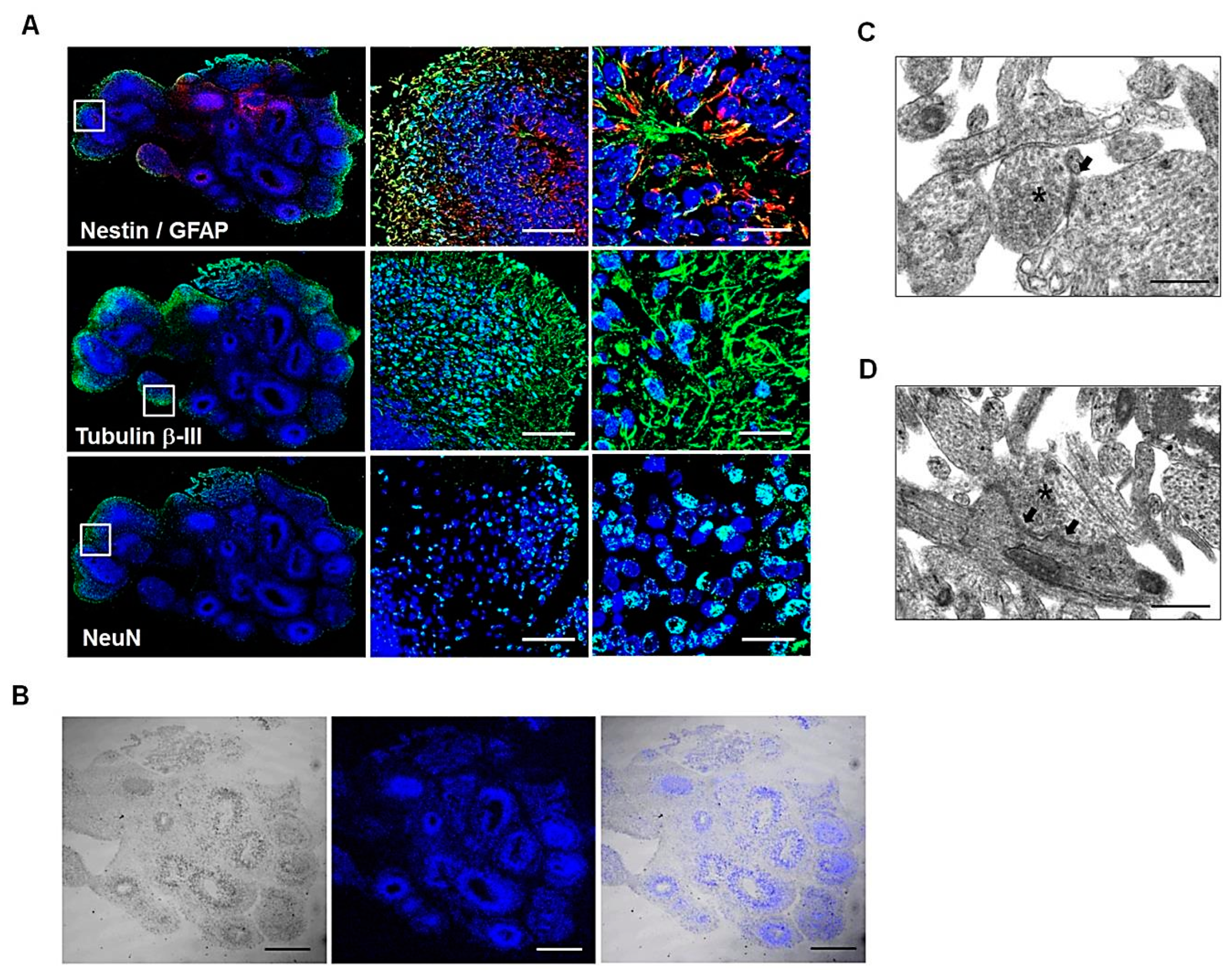 Cells 11 01029 g001 Cells 11 01029 g001