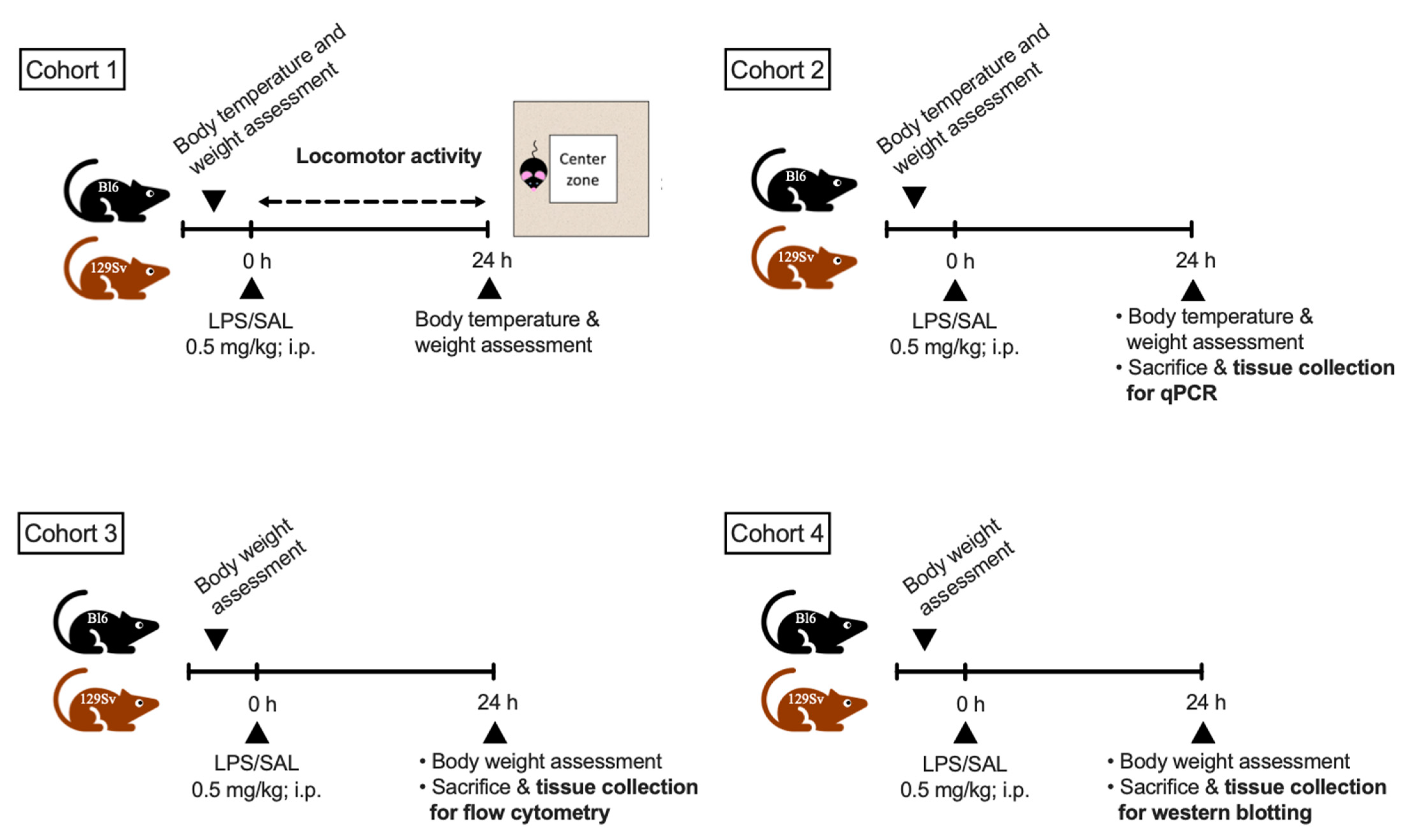 Cells 11 01032 g001 550