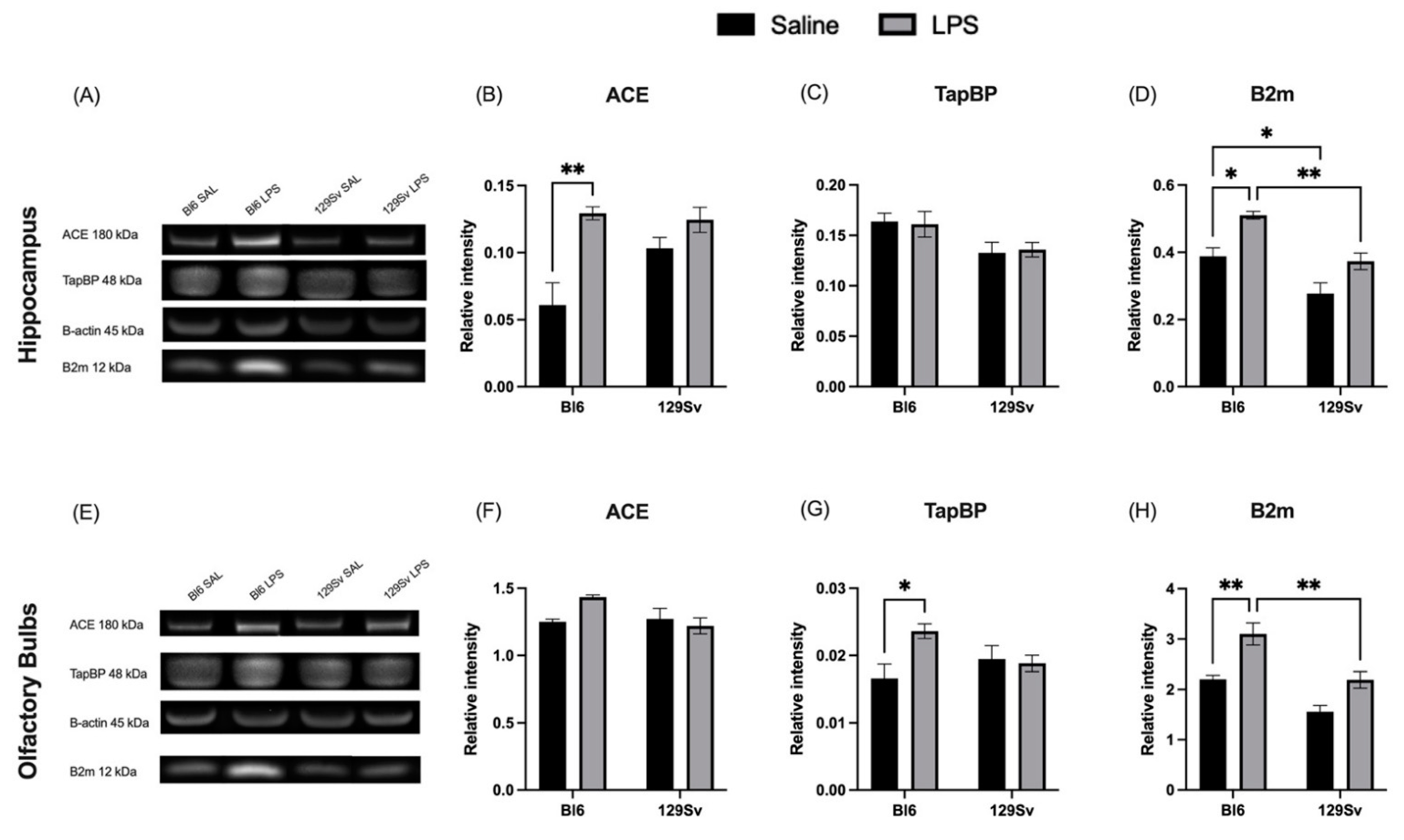 Cells 11 01032 g007 550