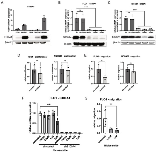 S100A4 Is a Strong Negative Prognostic Marker and Potential