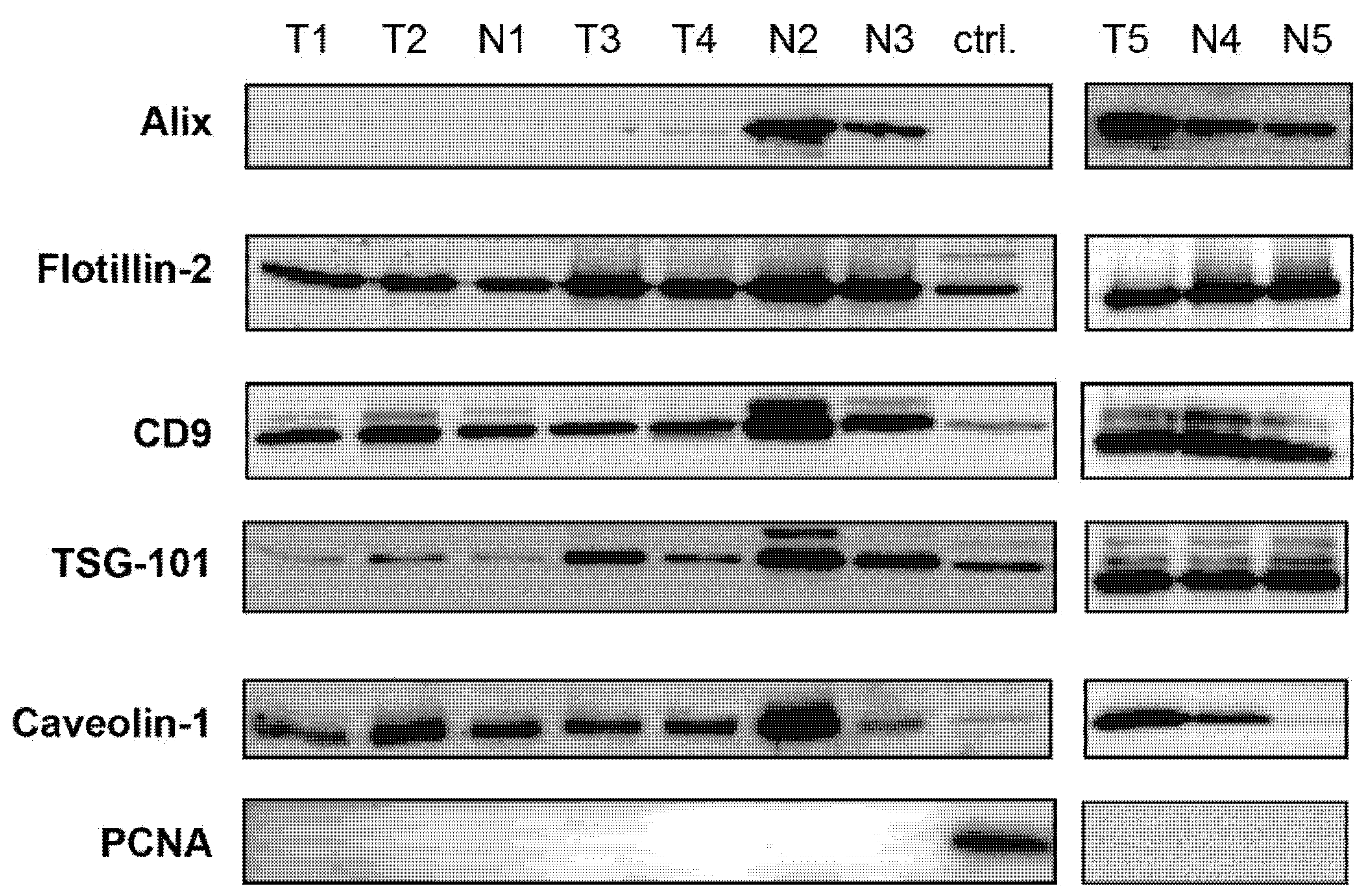 Cells 11 01064 g002 Cells 11 01064 g002