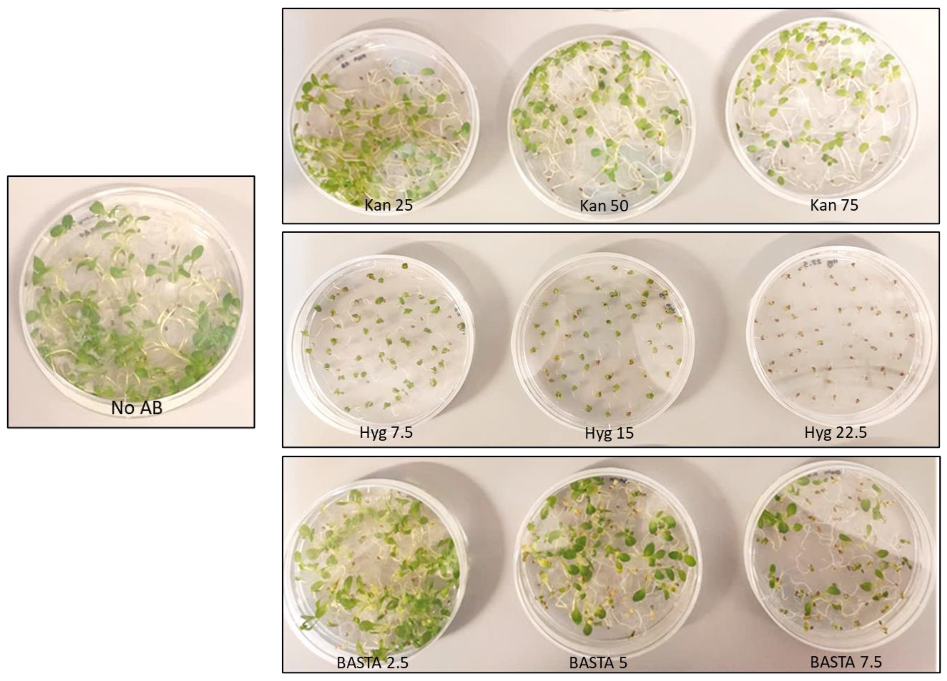 Cells 11 01068 g001 550