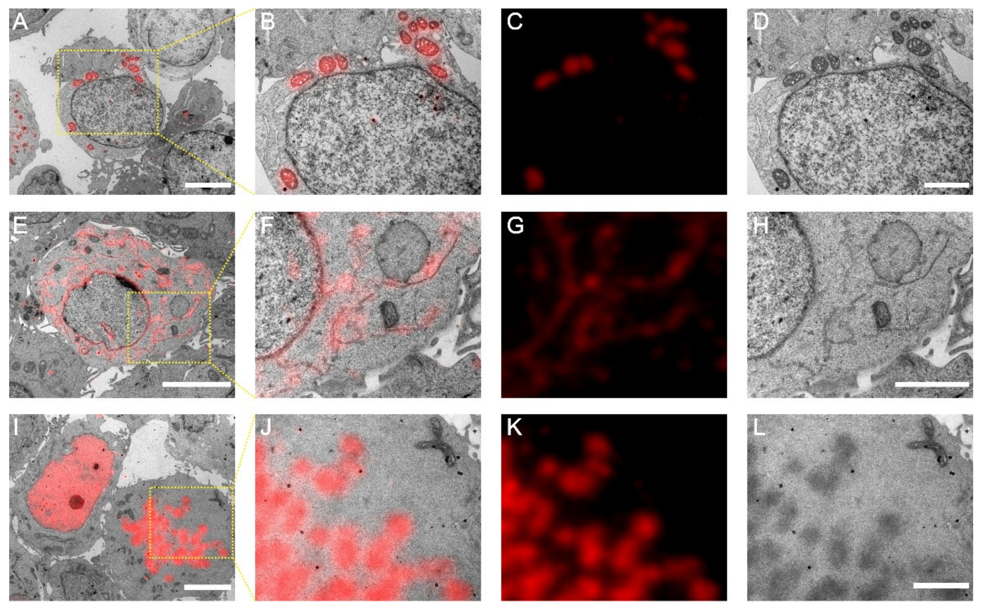 Cells 11 01077 g003 550
