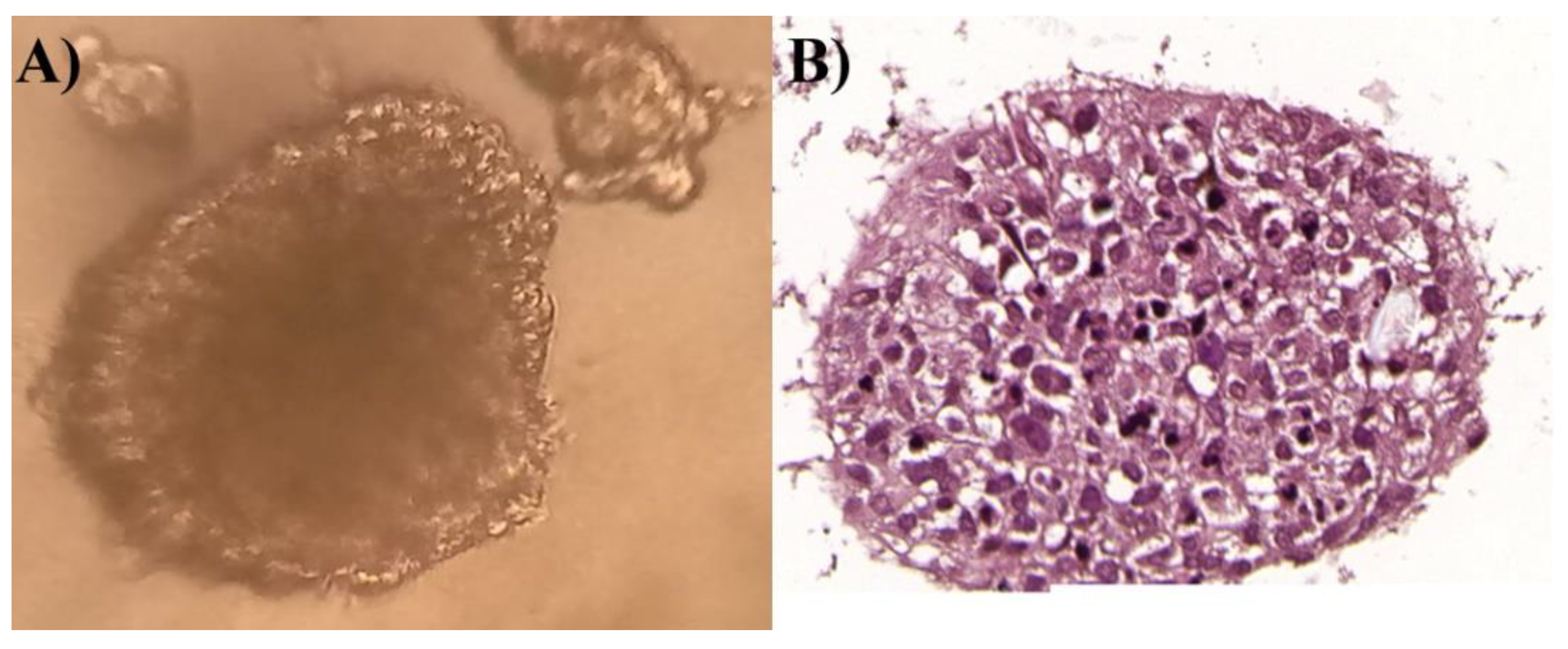 Cells 11 01084 g010 550