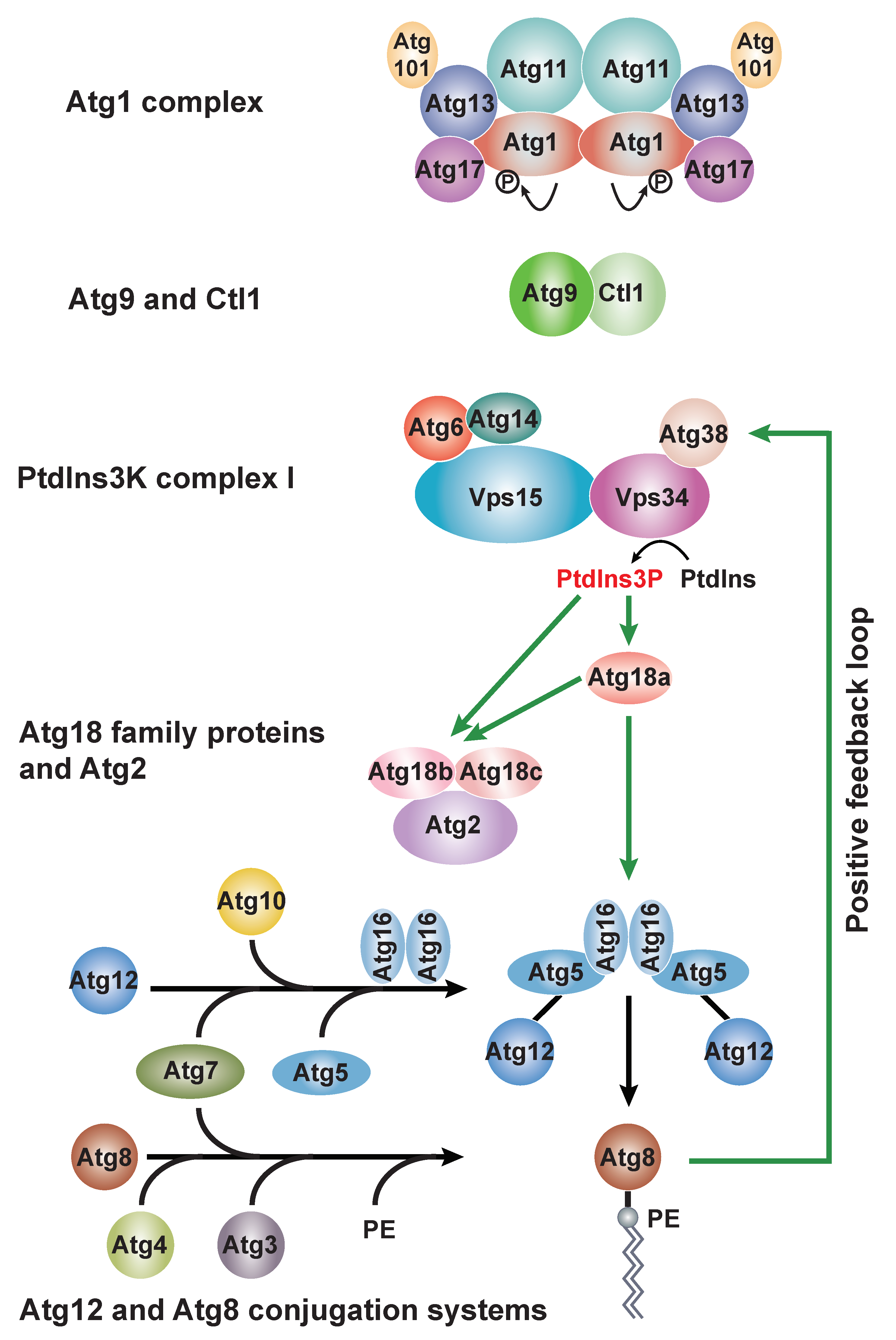Cells 11 01086 g001 Cells 11 01086 g001