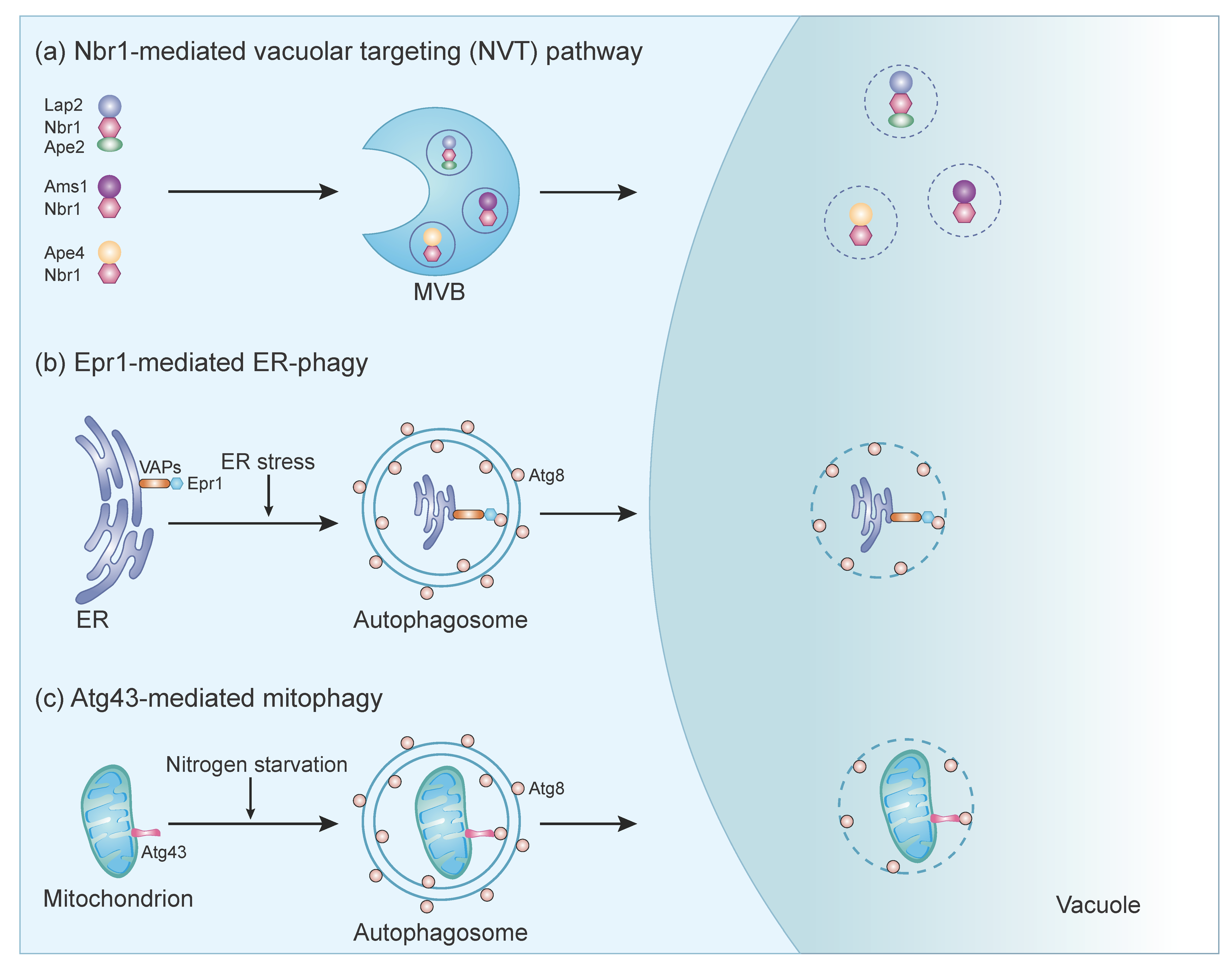 Cells 11 01086 g002 Cells 11 01086 g002