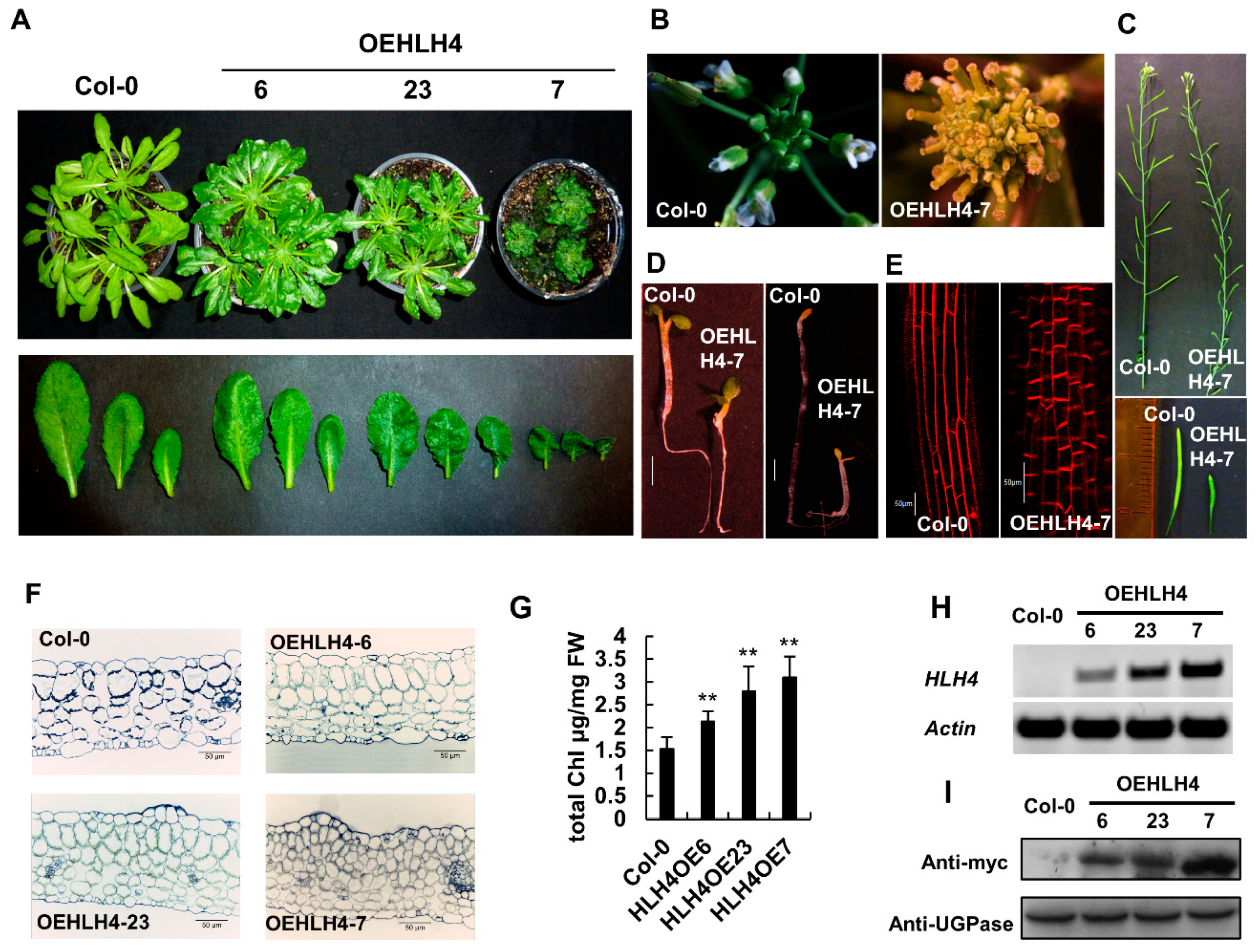 Cells 11 01087 g001 550