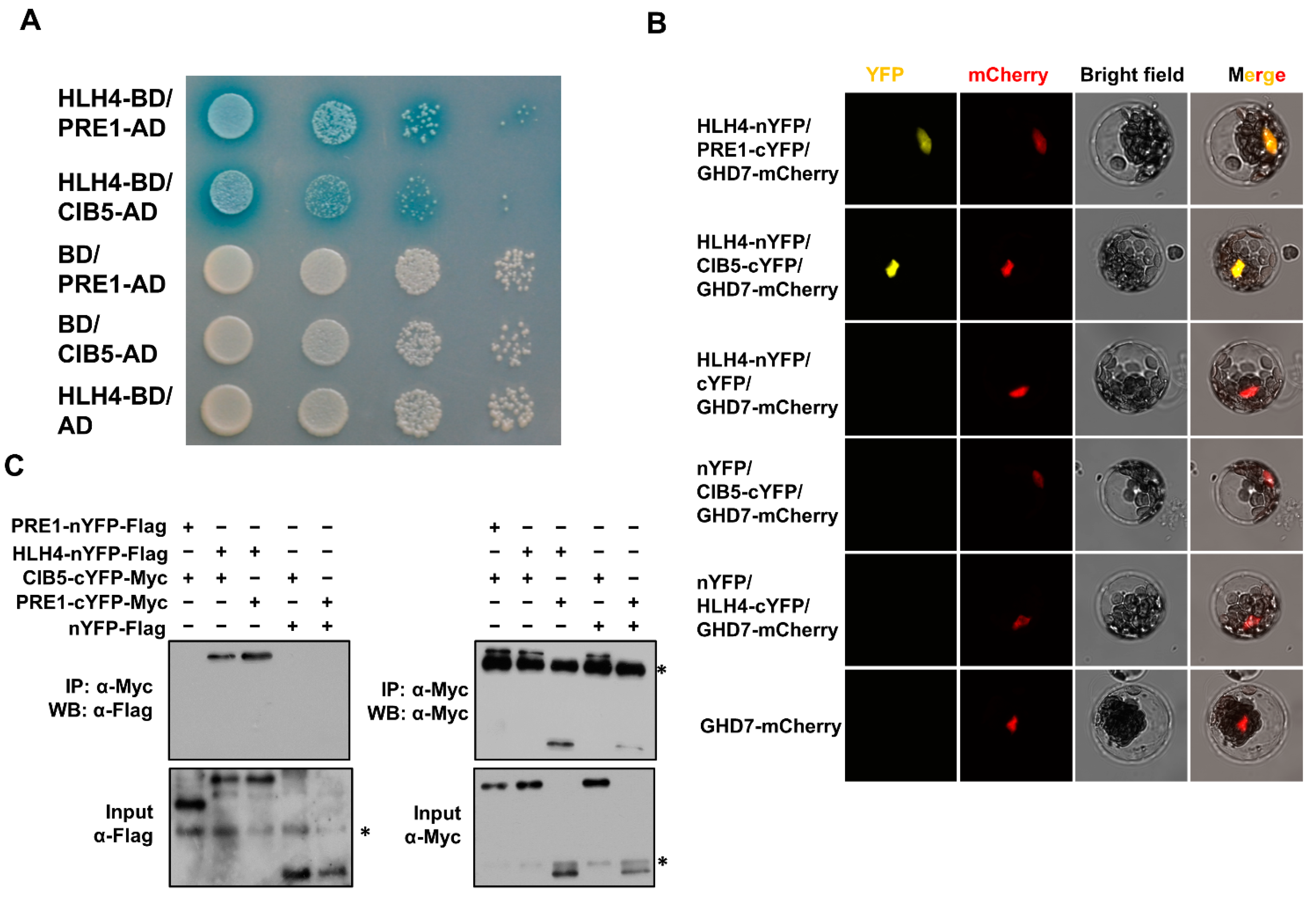 Cells 11 01087 g005 550