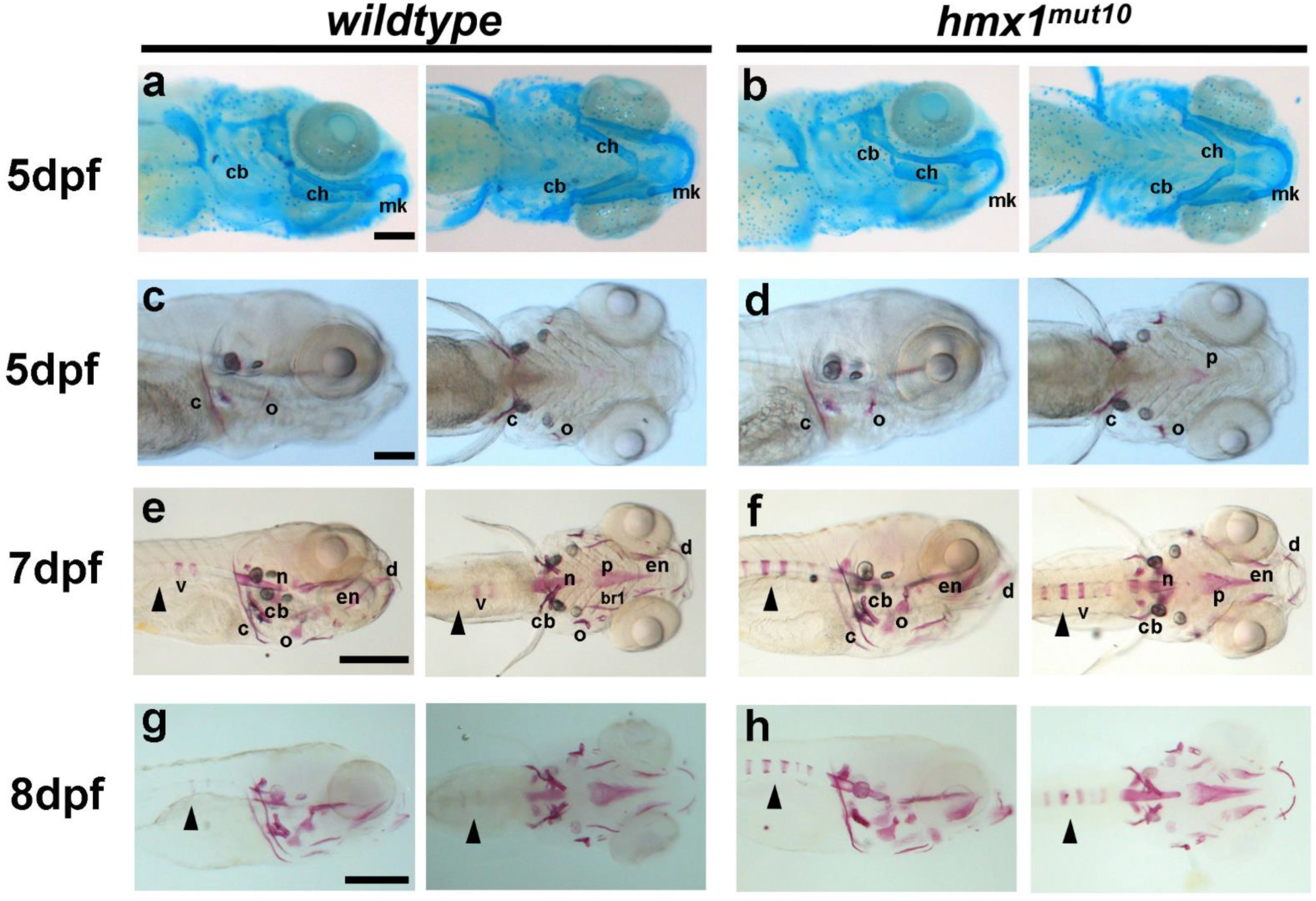 Cells 11 01088 g001 Cells 11 01088 g001