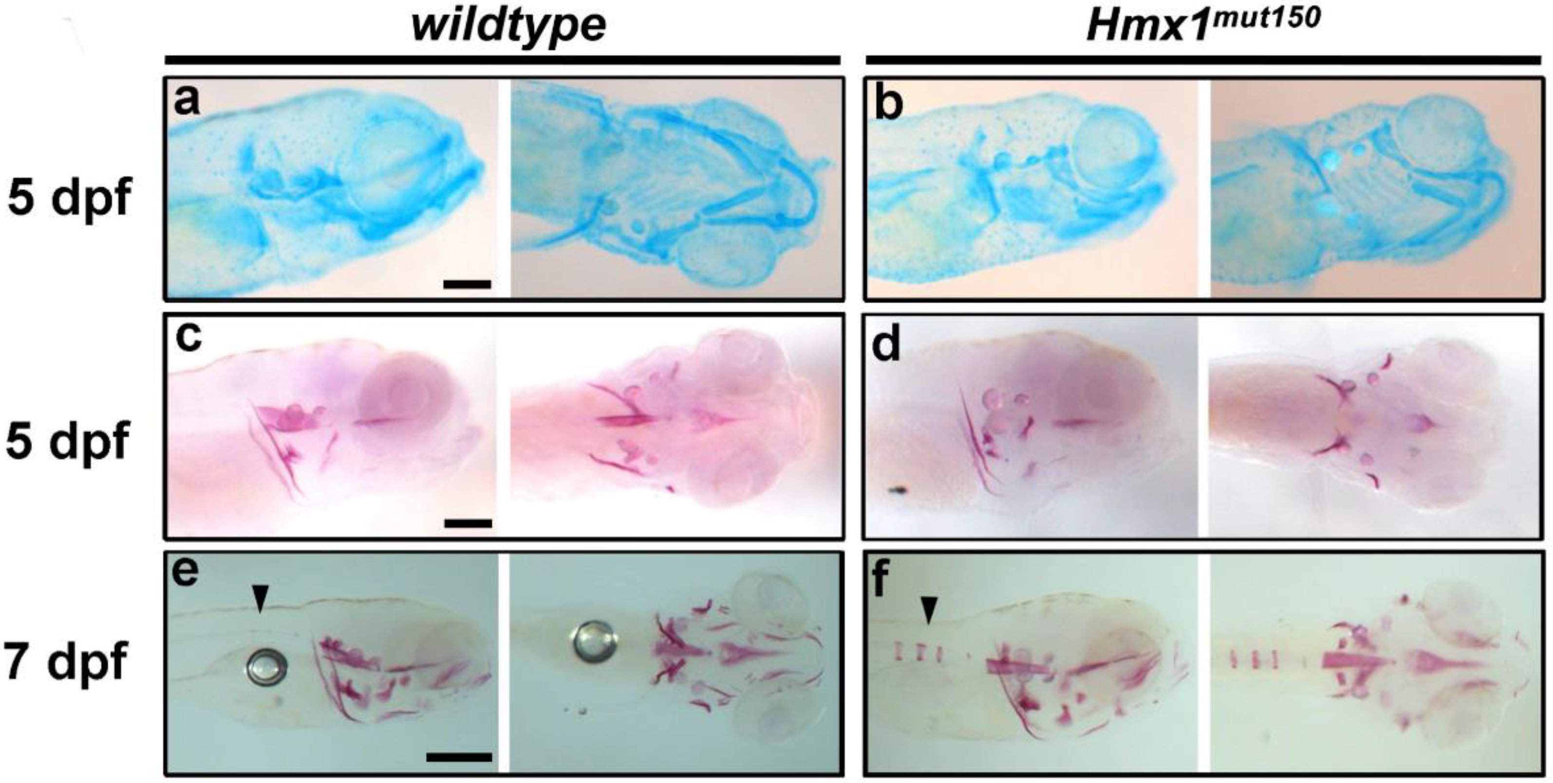 Cells 11 01088 g002 Cells 11 01088 g002