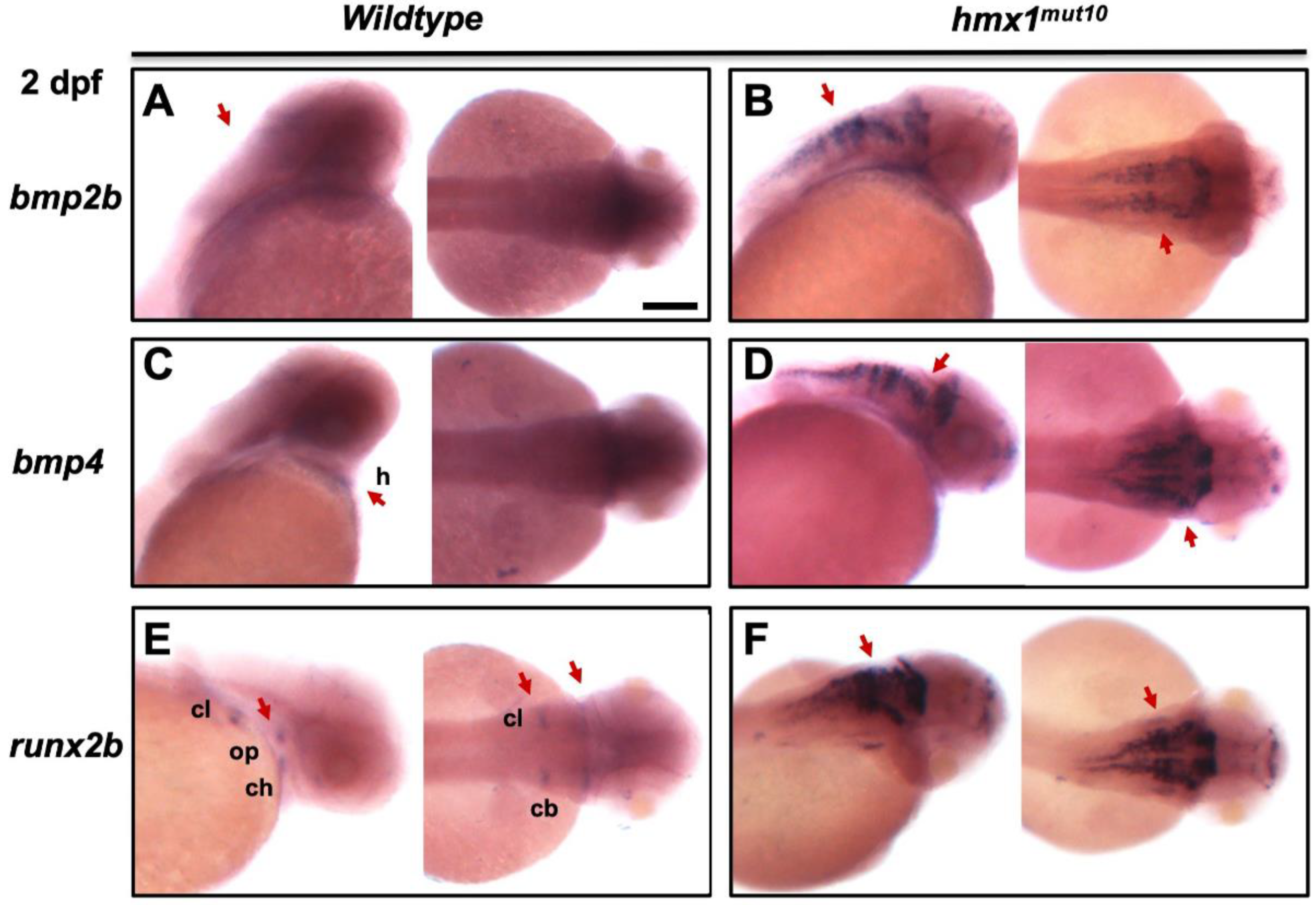 Cells 11 01088 g004 Cells 11 01088 g004