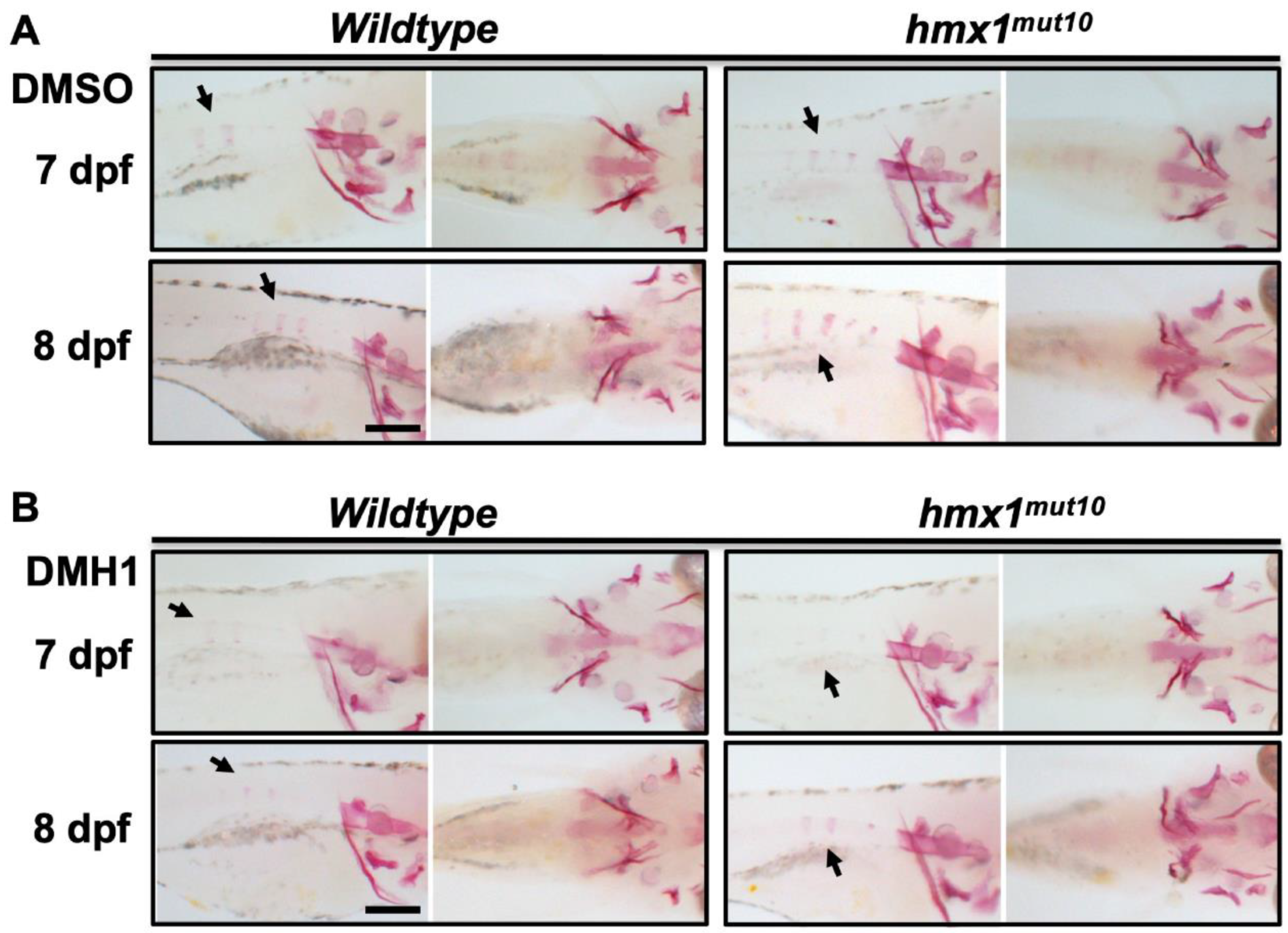 Cells 11 01088 g005 Cells 11 01088 g005