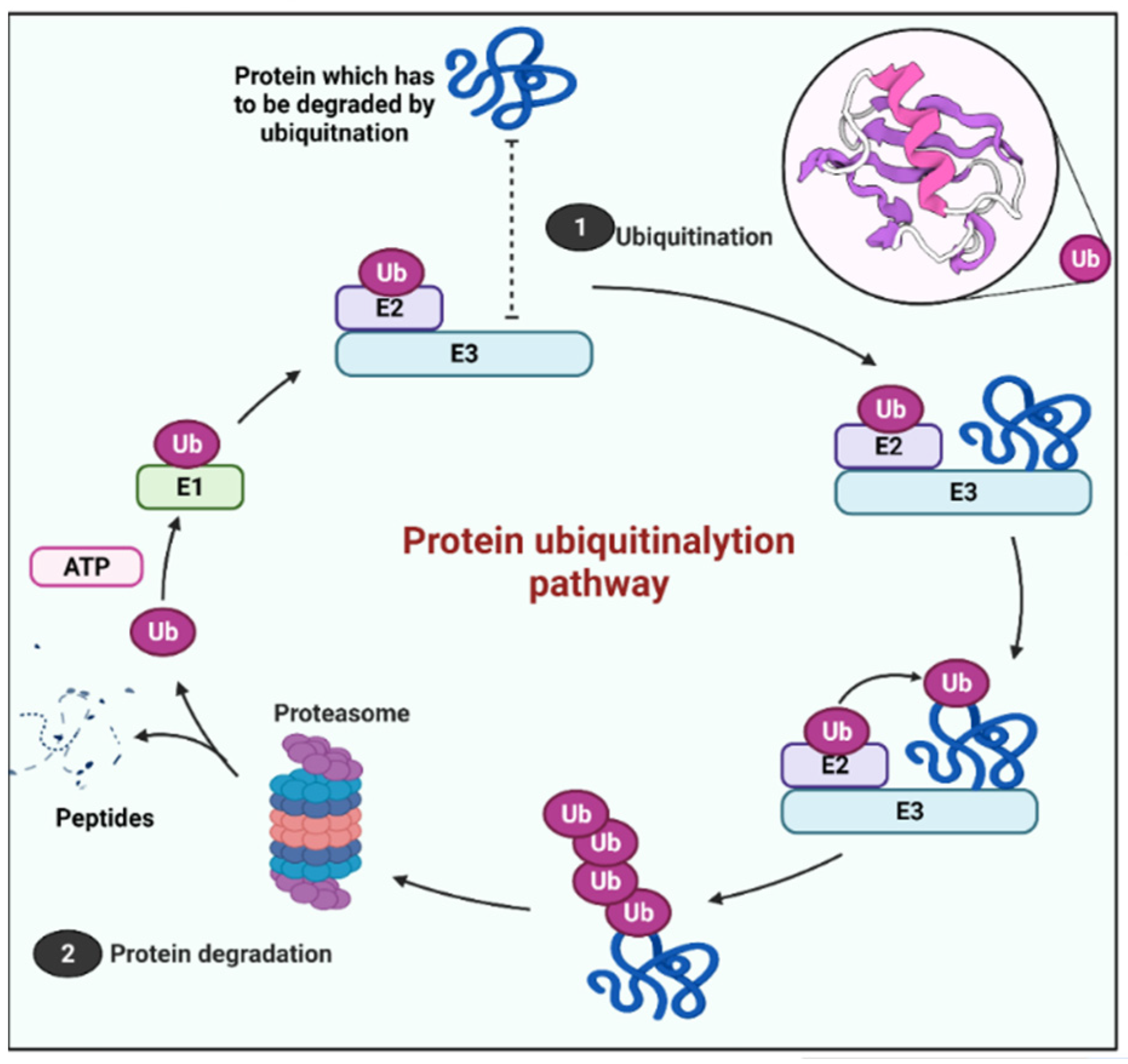Cells 11 01093 g002 Cells 11 01093 g002