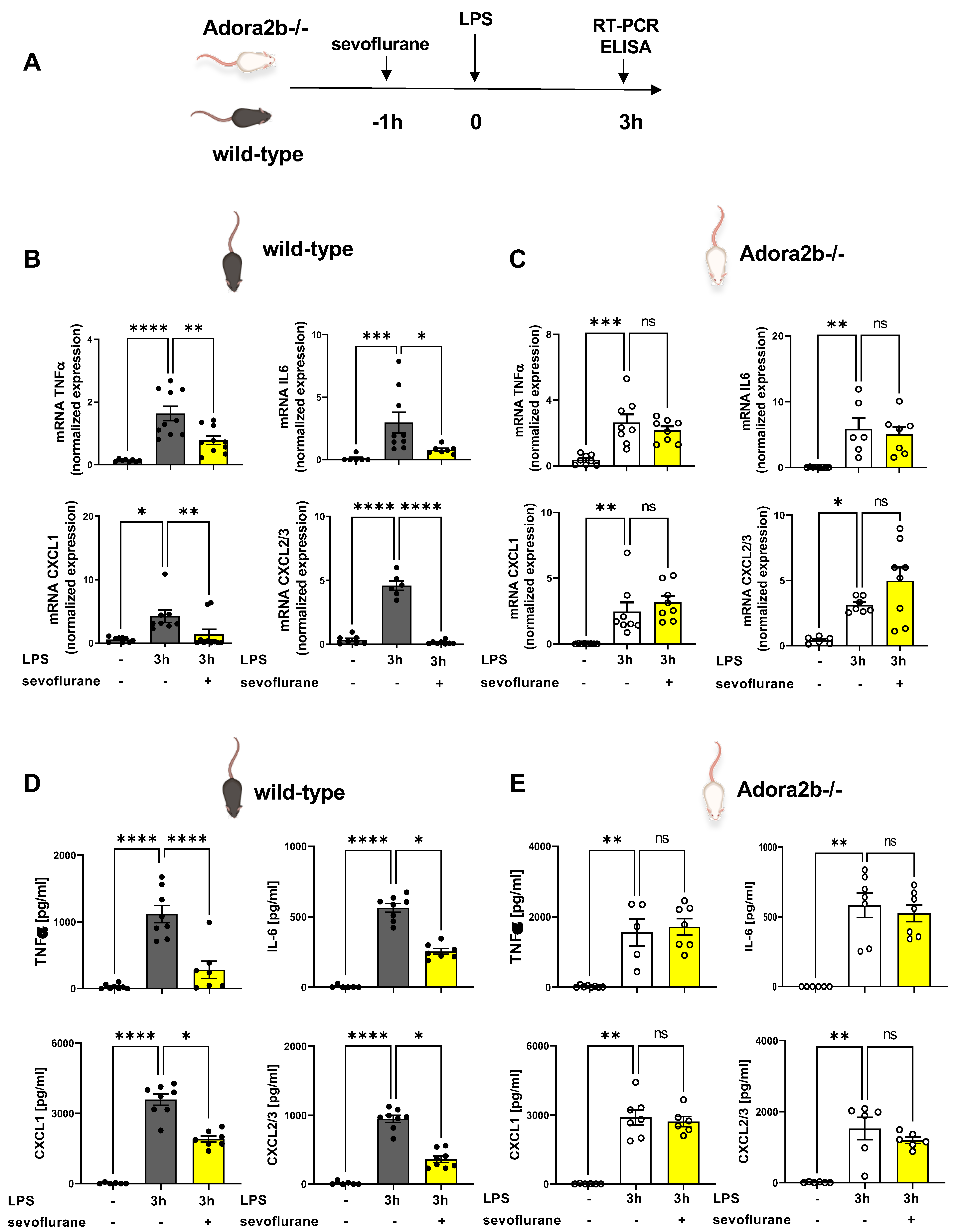Cells 11 01094 g005 Cells 11 01094 g005
