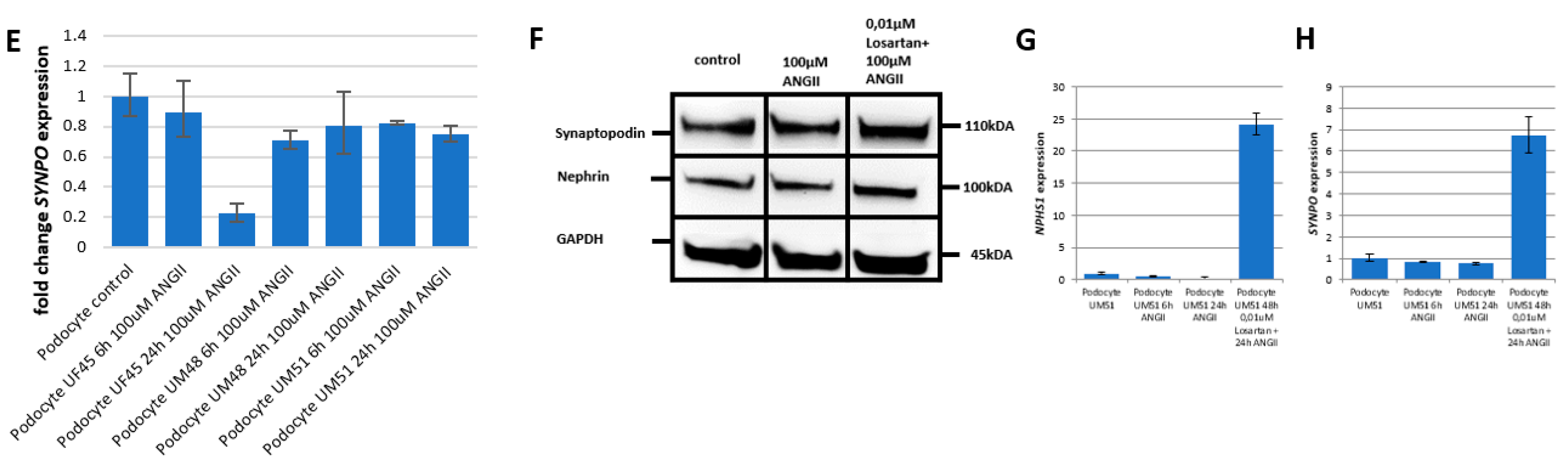 Cells 11 01095 g004b