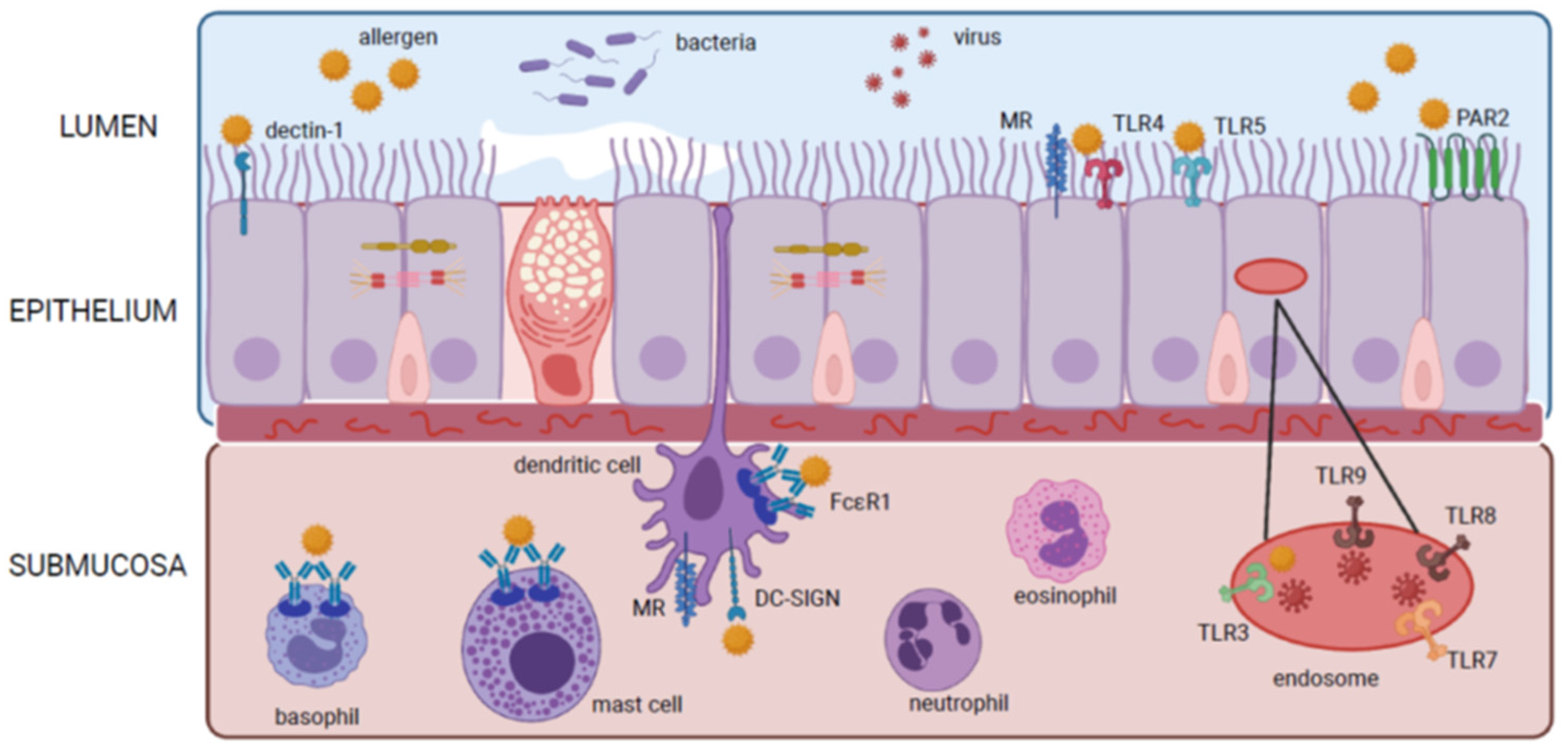 How LPS prevents or promotes development of asthma and allergic