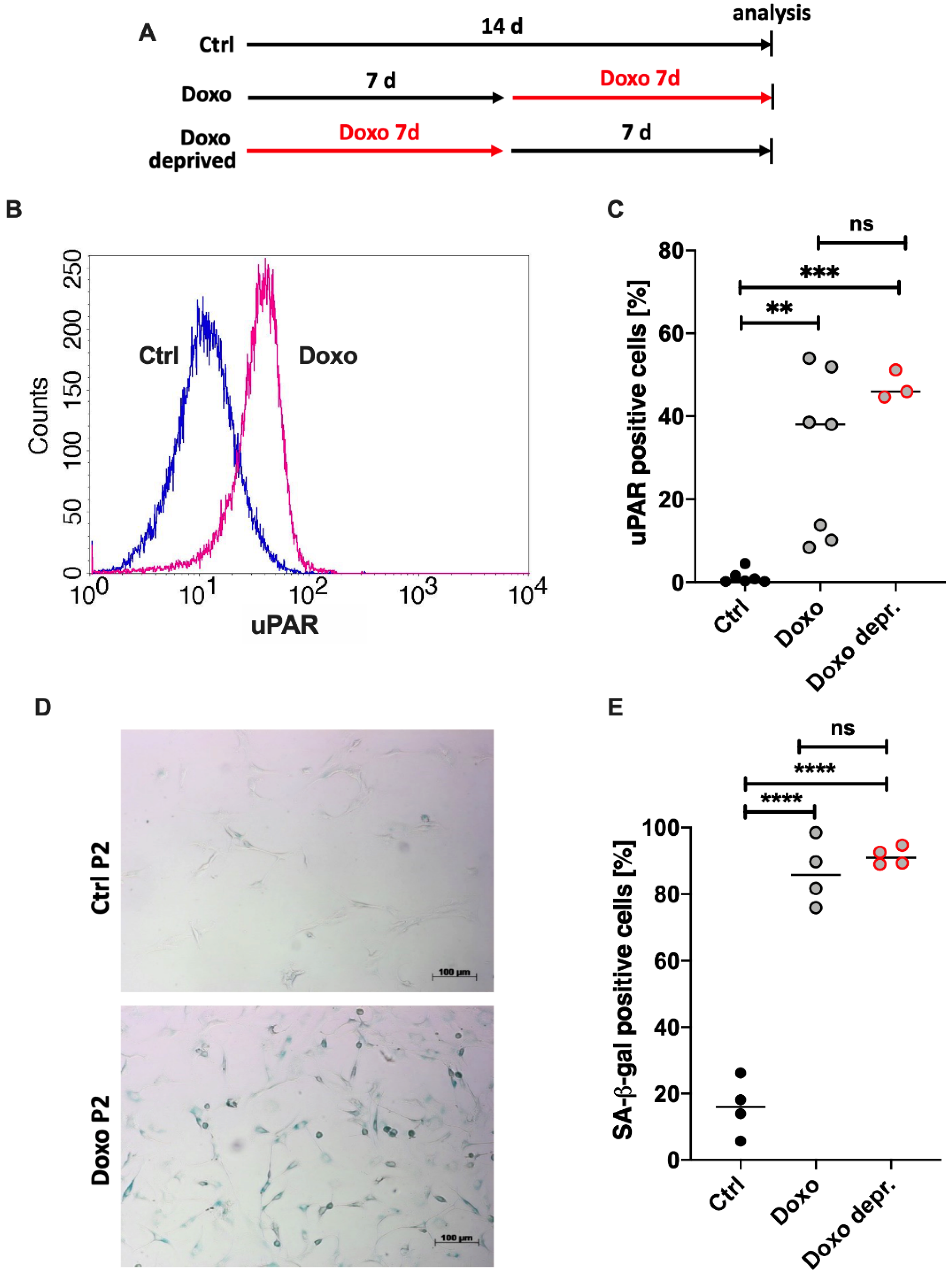 Cells 11 01106 g005 550