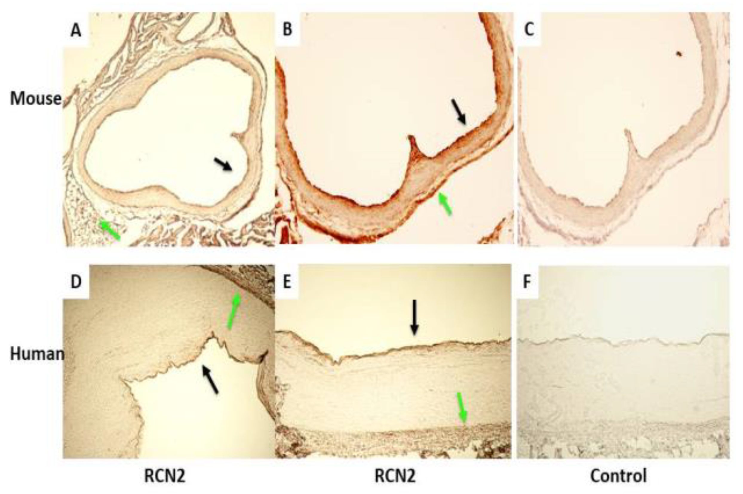 Cells 11 01107 g001 550