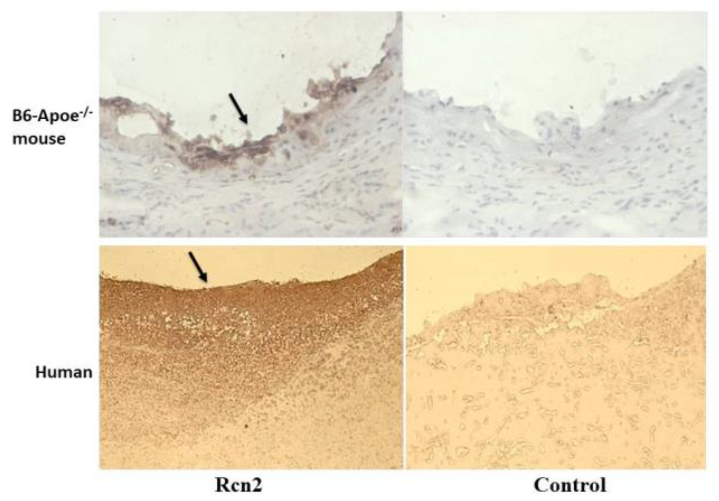 Cells 11 01107 g002 550