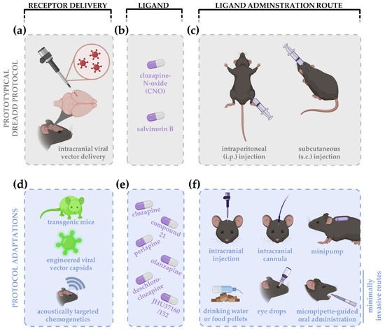 The DREADDful Hurdles and Opportunities of the Chronic Chemogenetic Toolbox