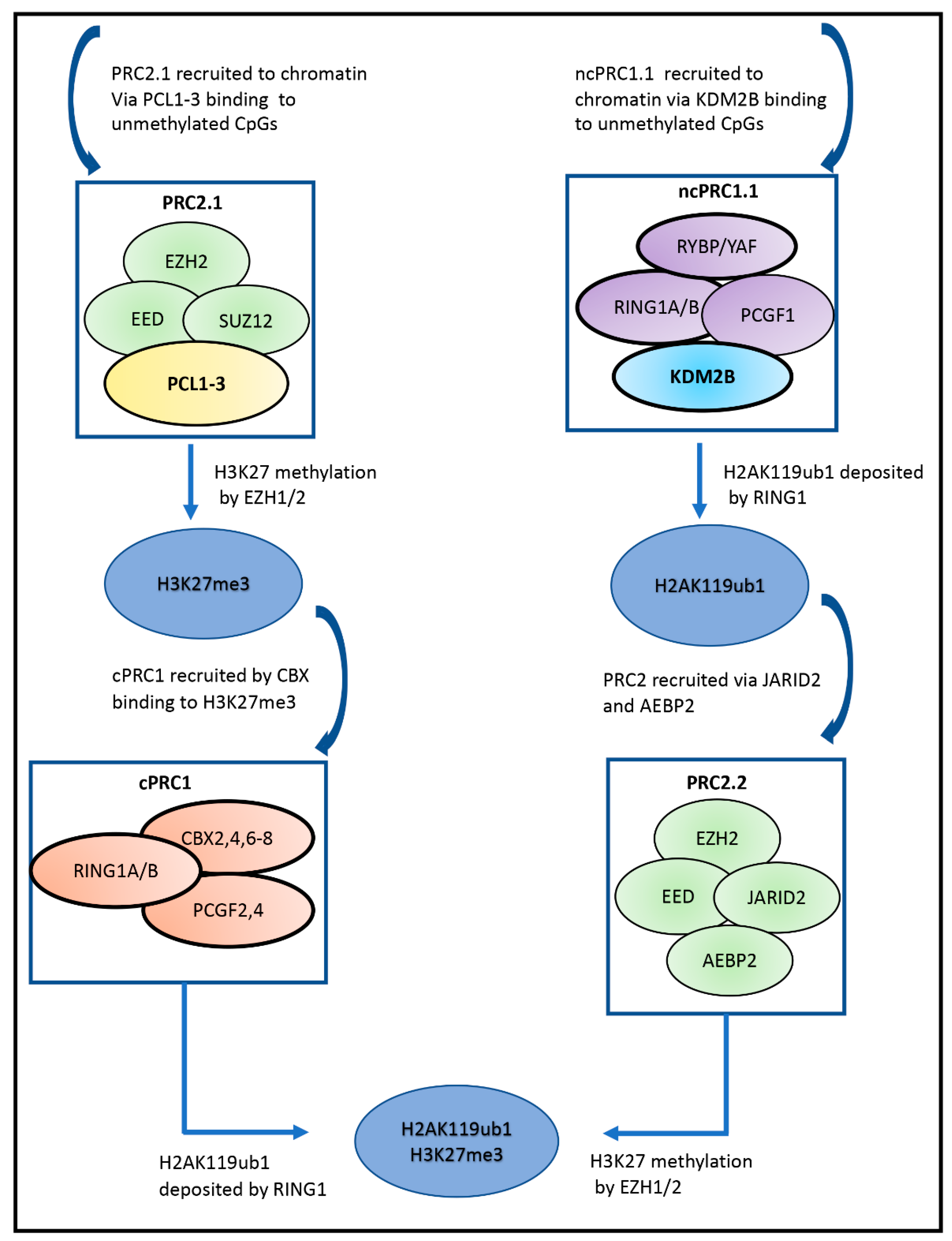 Cells 11 01113 g002 Cells 11 01113 g002