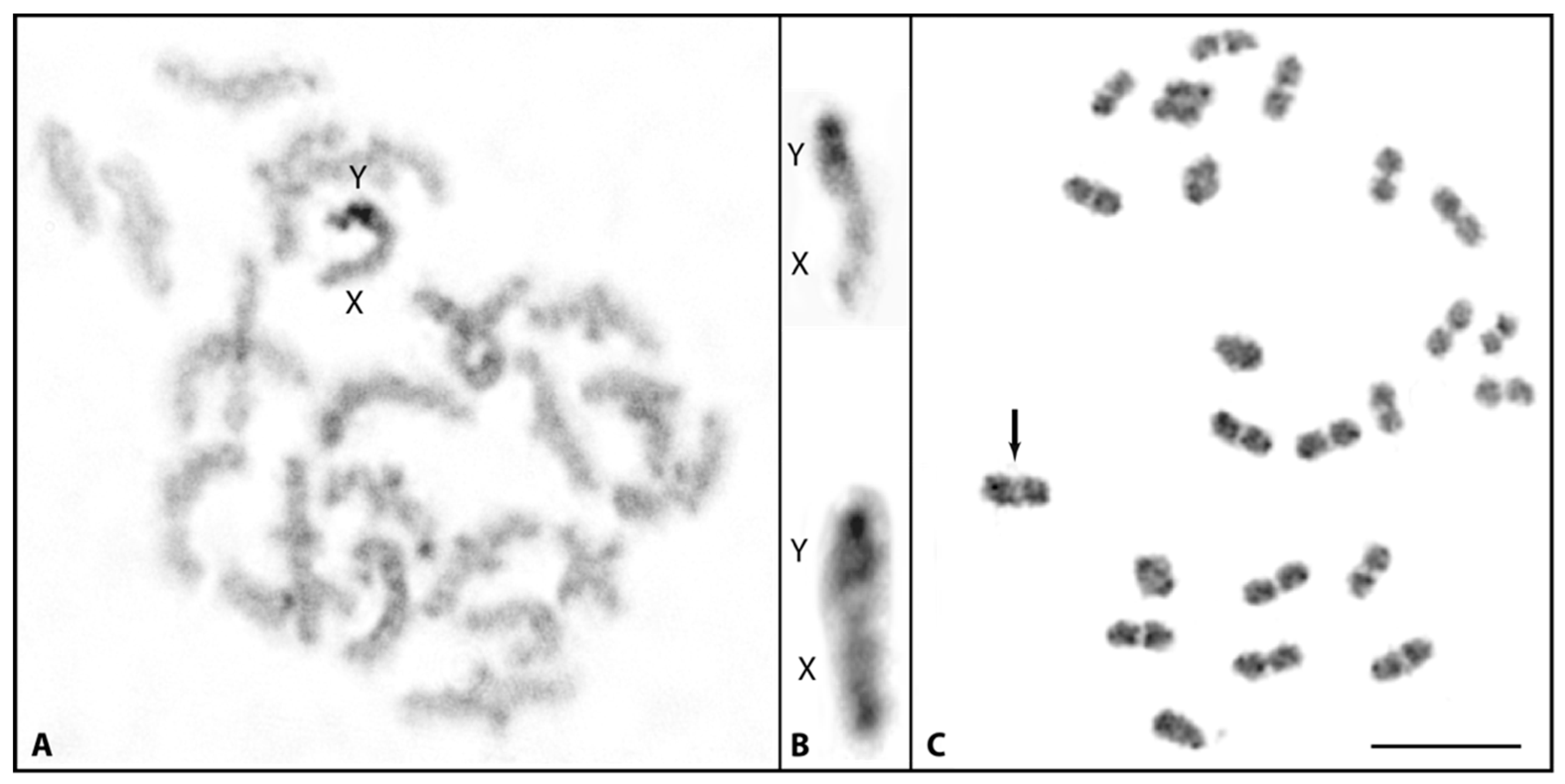 Cells 11 01118 g004 550