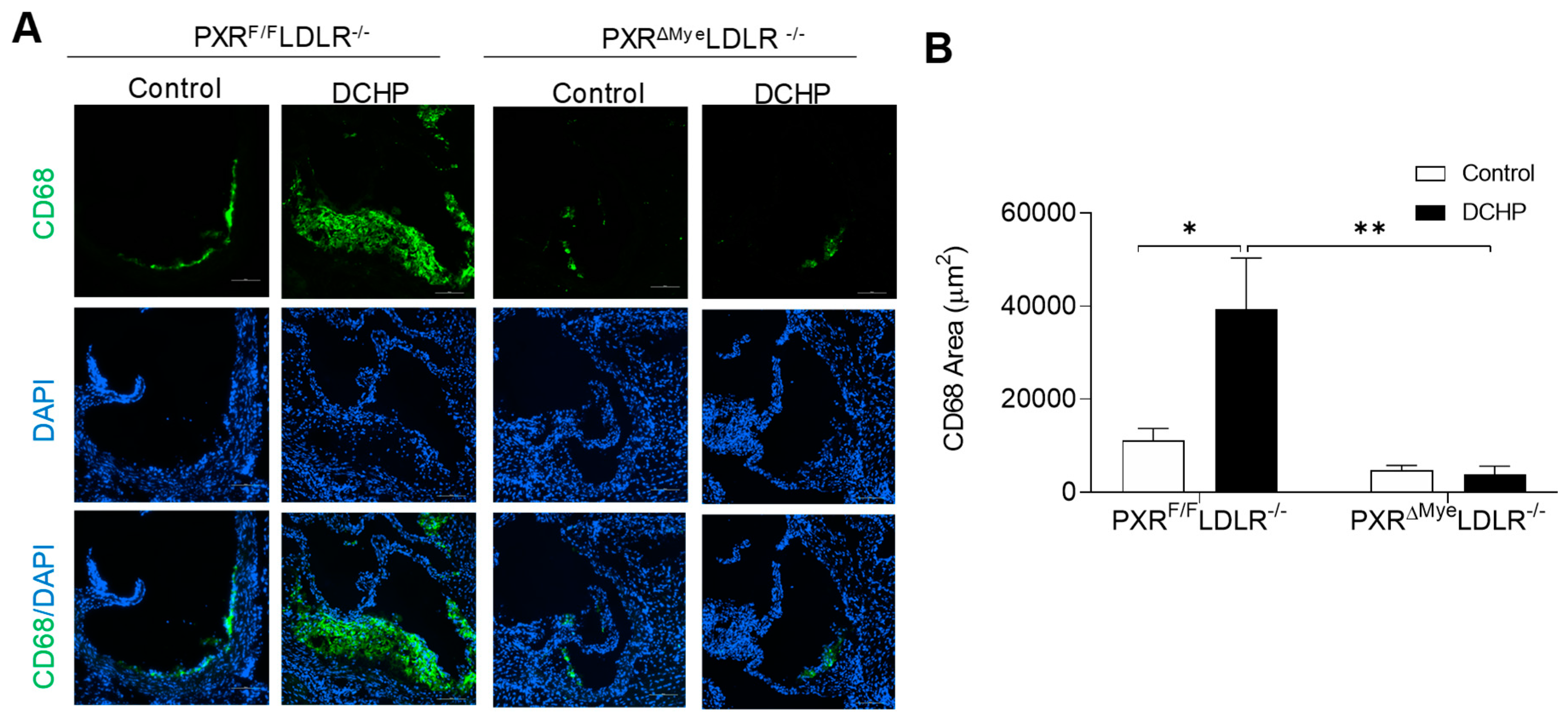 Cells 11 01125 g005 550