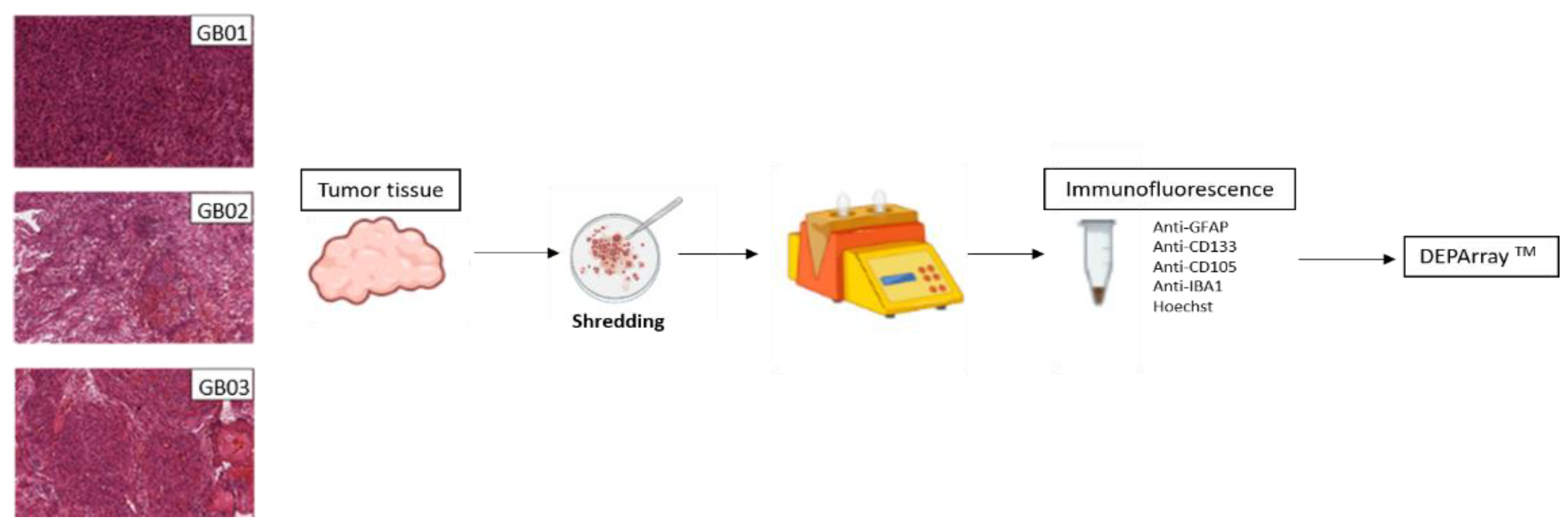 Cells 11 01127 g001 550