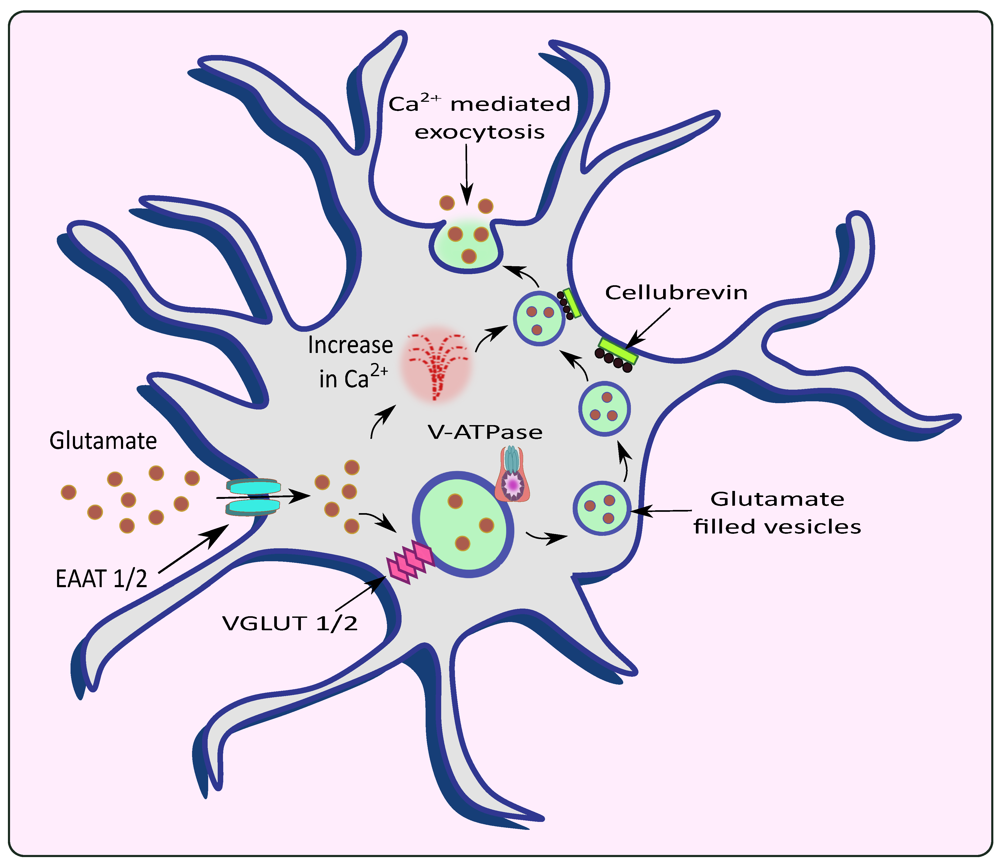Cells 11 01139 g002 550