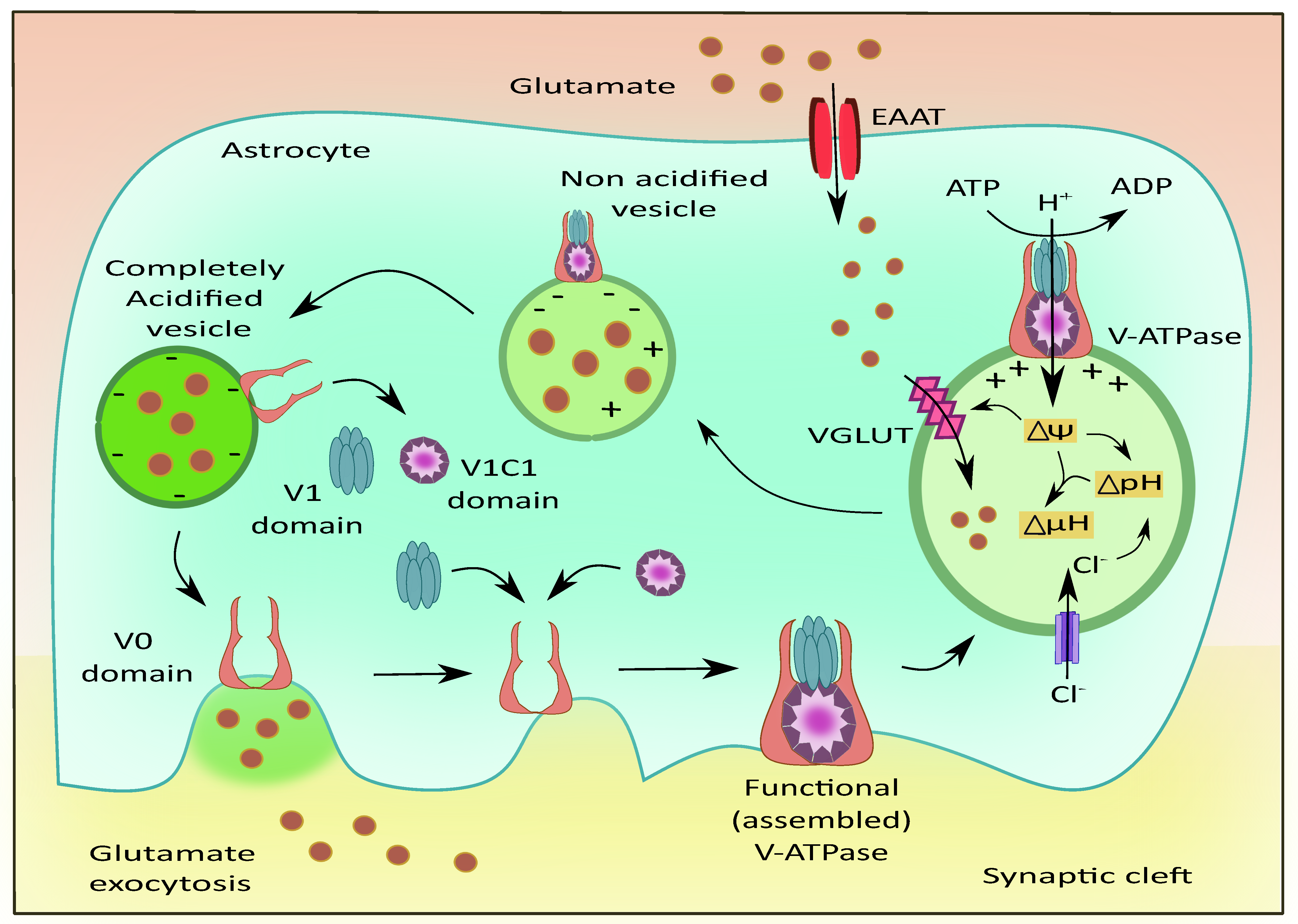 Cells 11 01139 g005 550