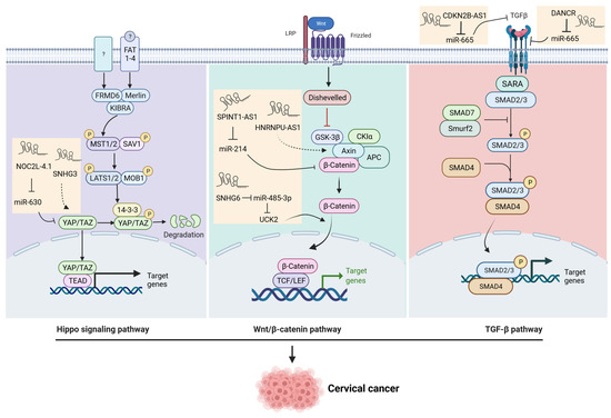 The Regulatory Functions and the Mechanisms of Long Non-Coding RNAs in ...