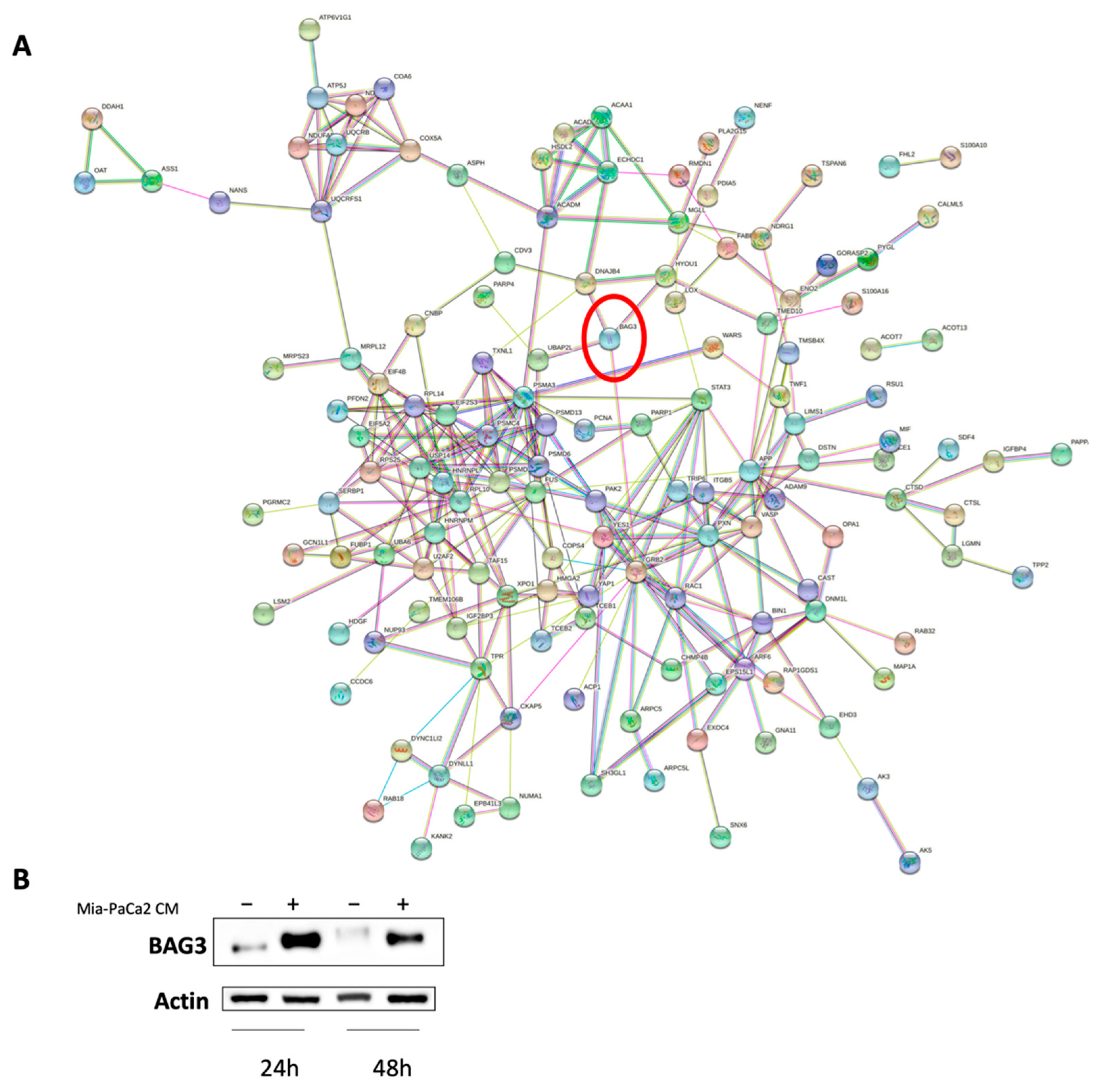 Cells 11 01160 g006 550