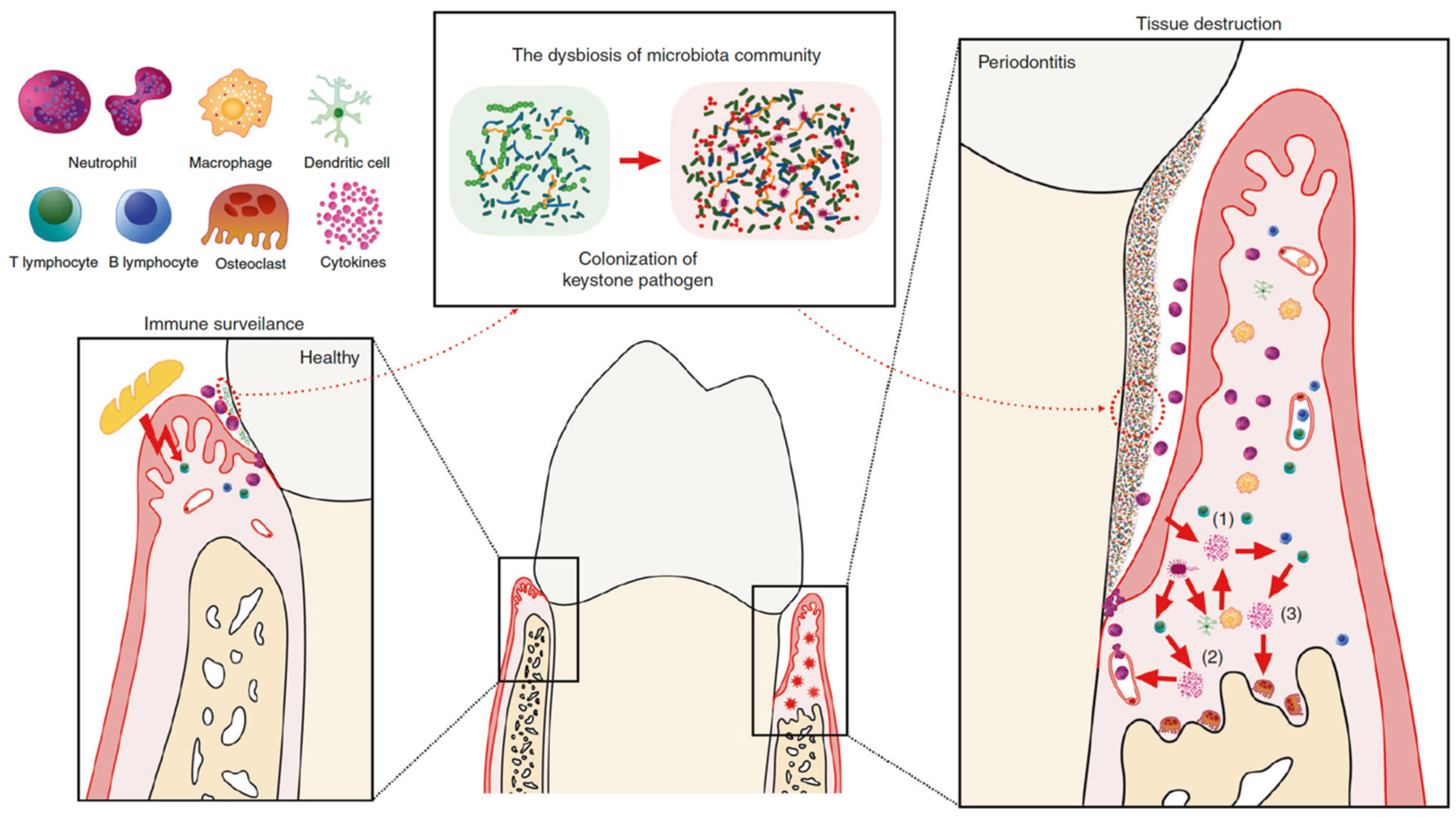 Cells 11 01168 g001 550