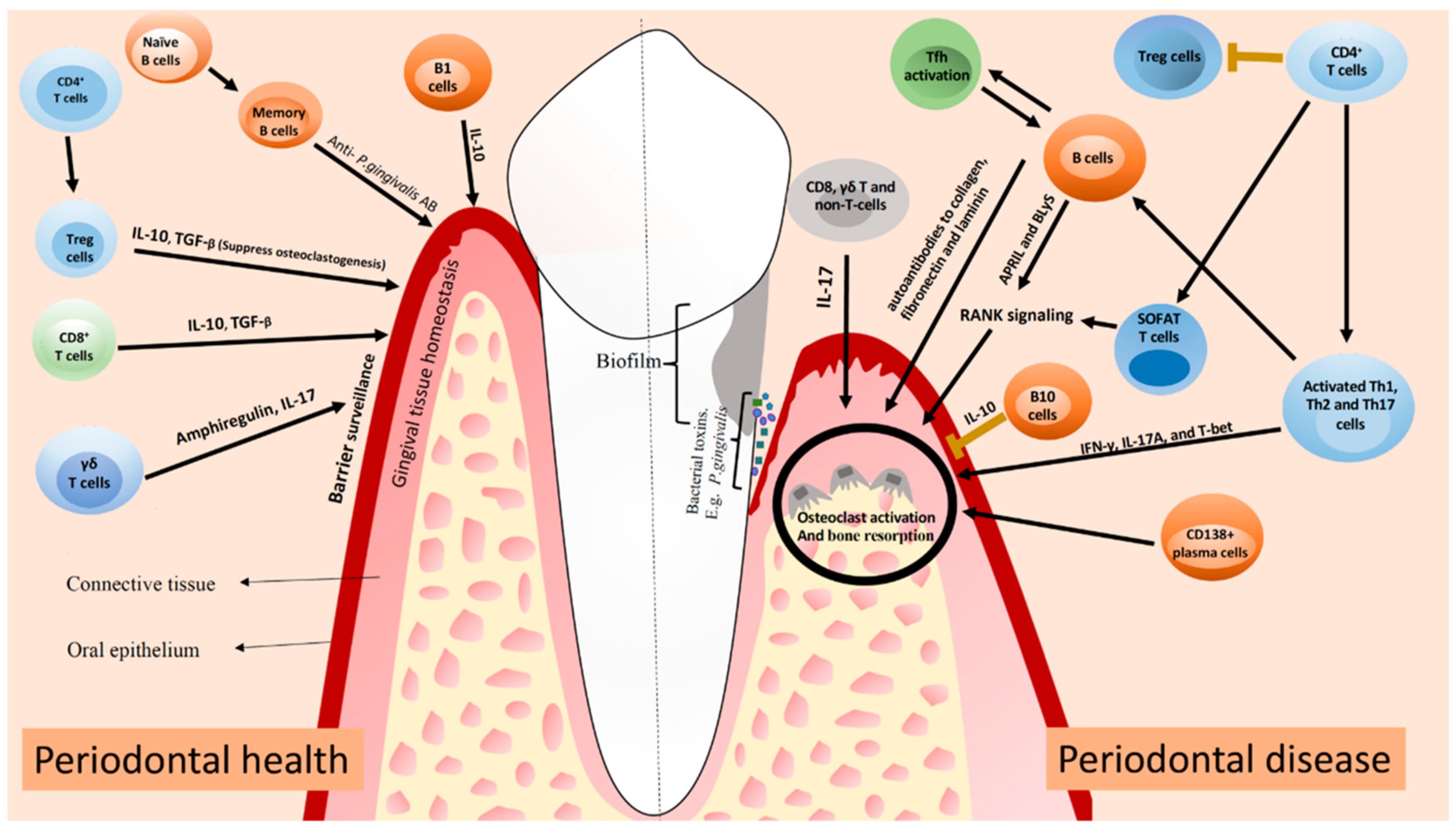 Cells 11 01168 g002 550