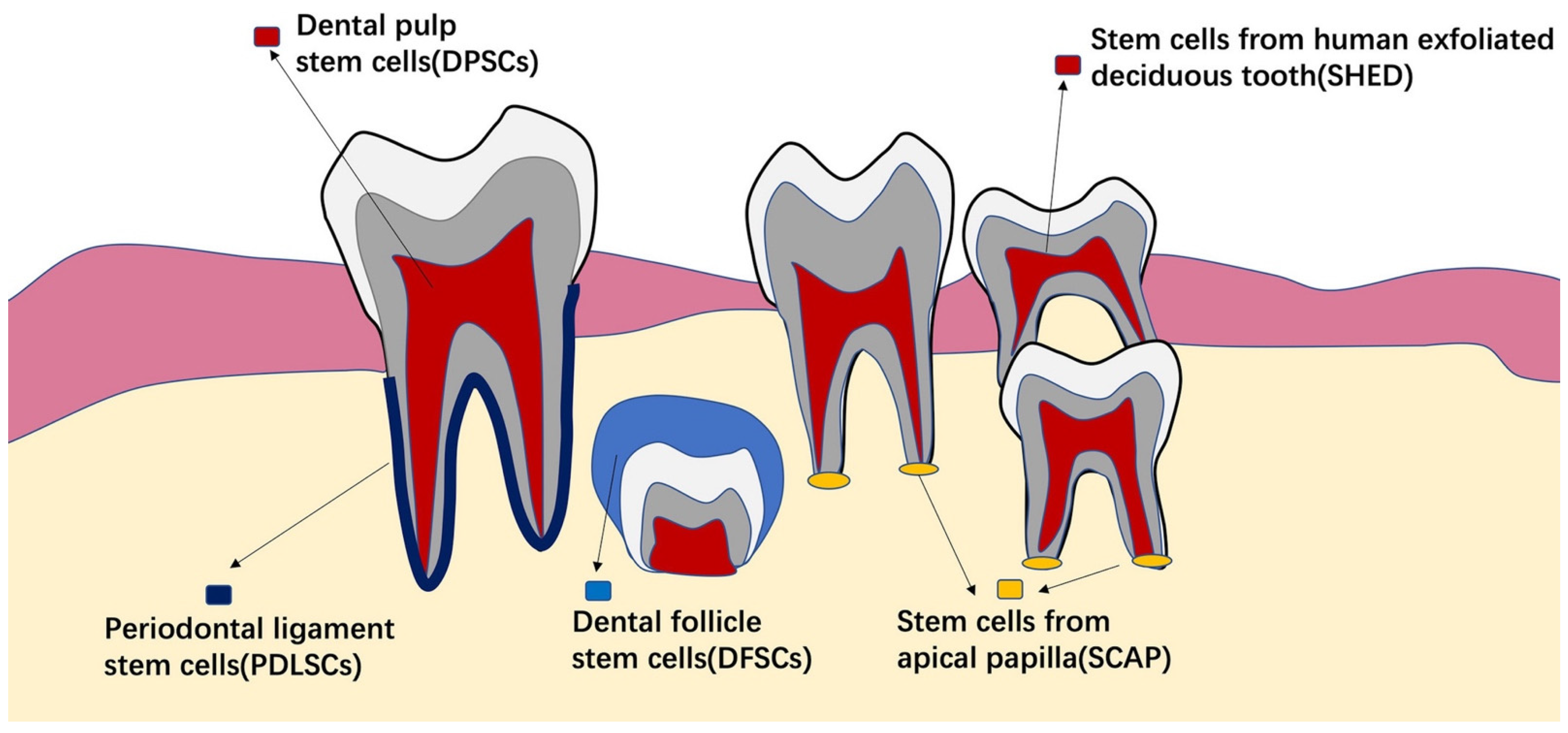 Cells 11 01168 g005 550