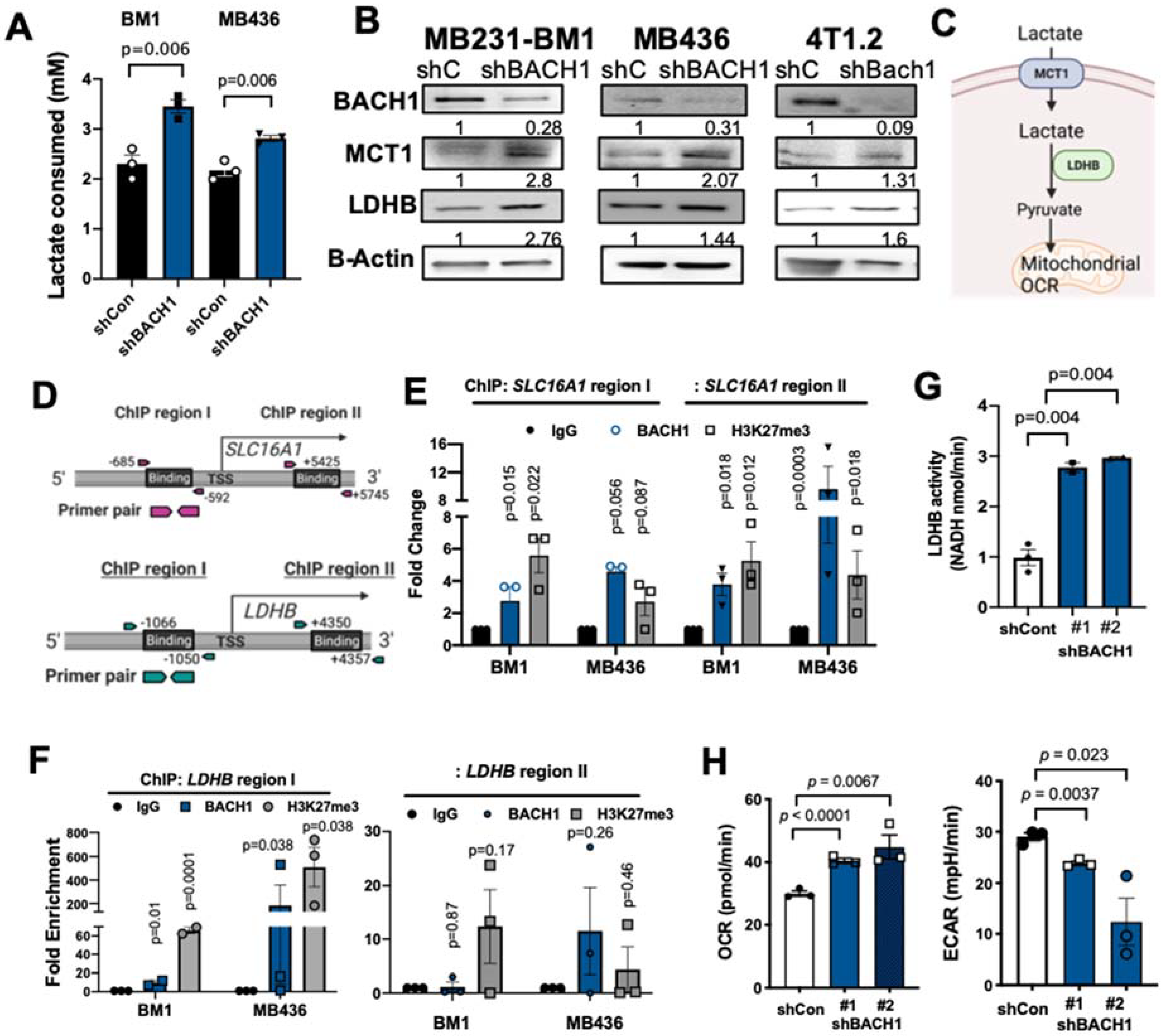 Cells 11 01177 g001 550