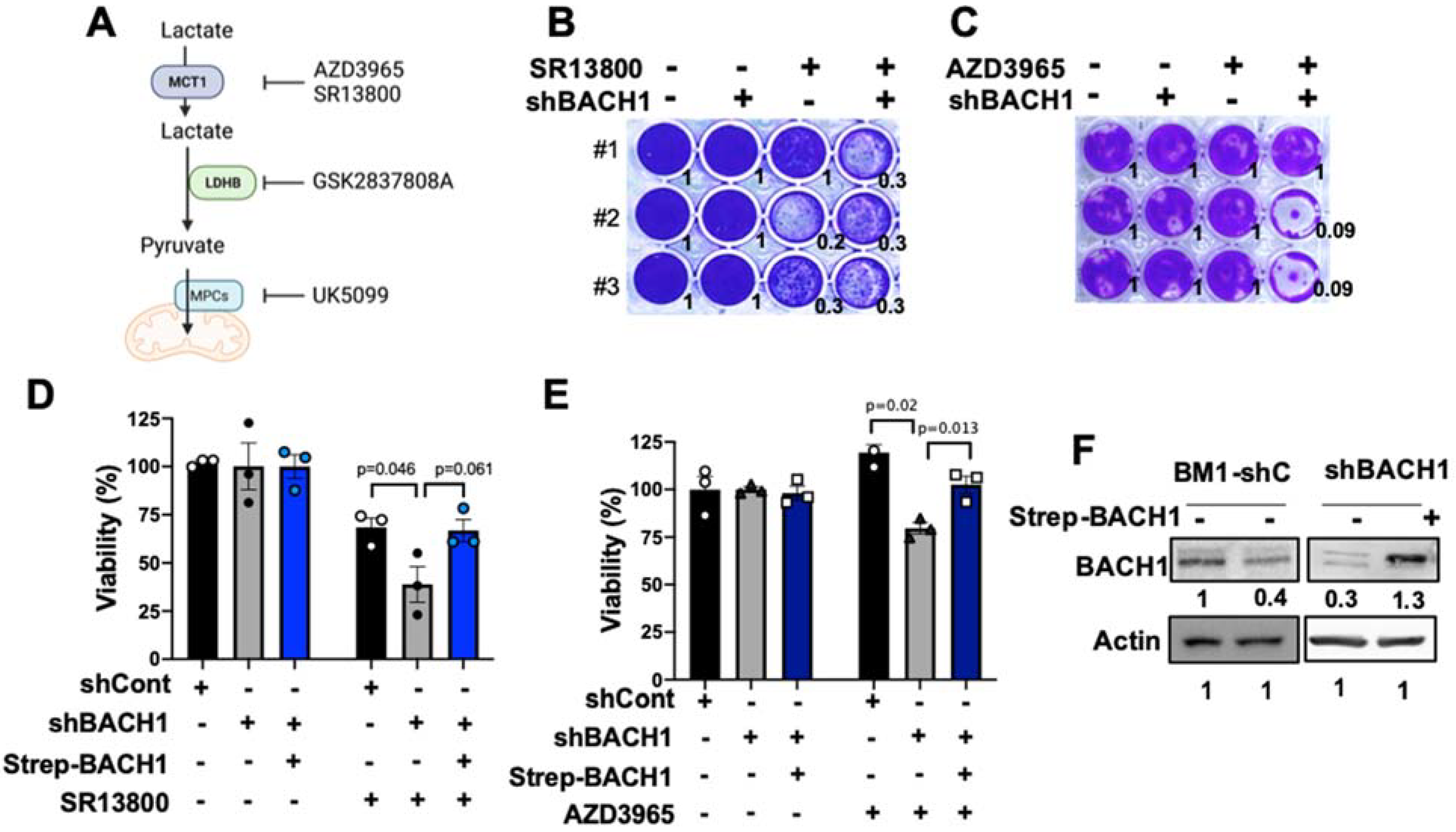 Cells 11 01177 g002 550