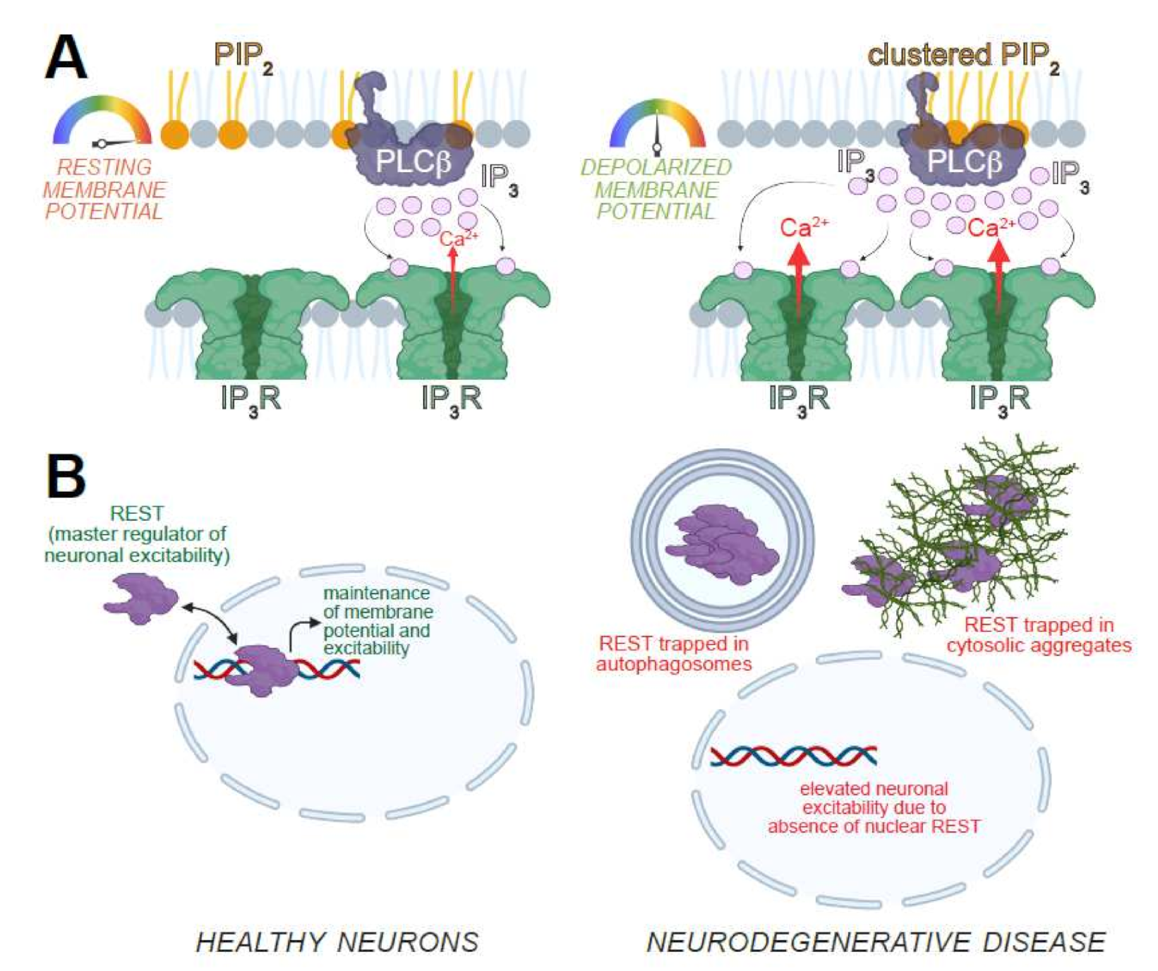 Cells 11 01180 g003 Cells 11 01180 g003