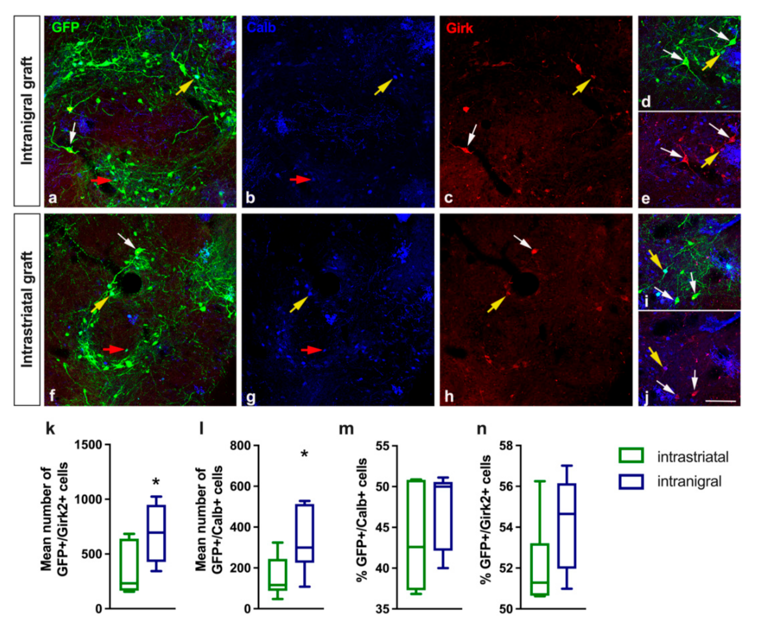 Cells 11 01191 g001 Cells 11 01191 g001