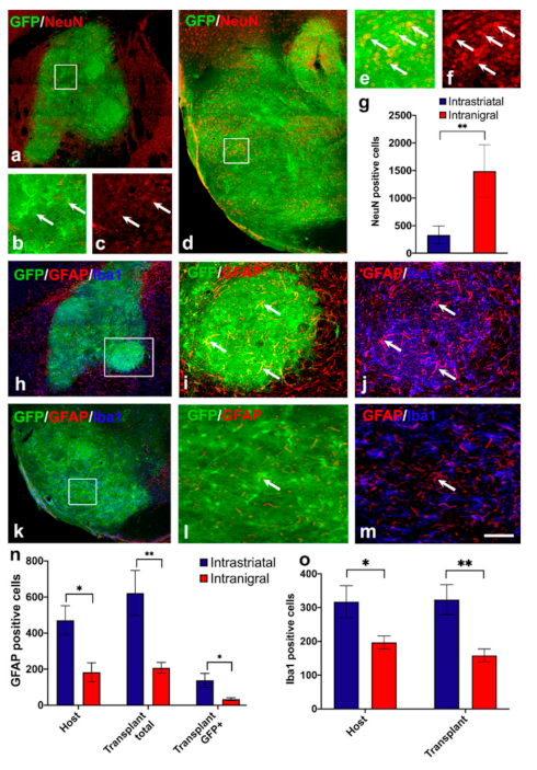 Cells 11 01191 g002 Cells 11 01191 g002