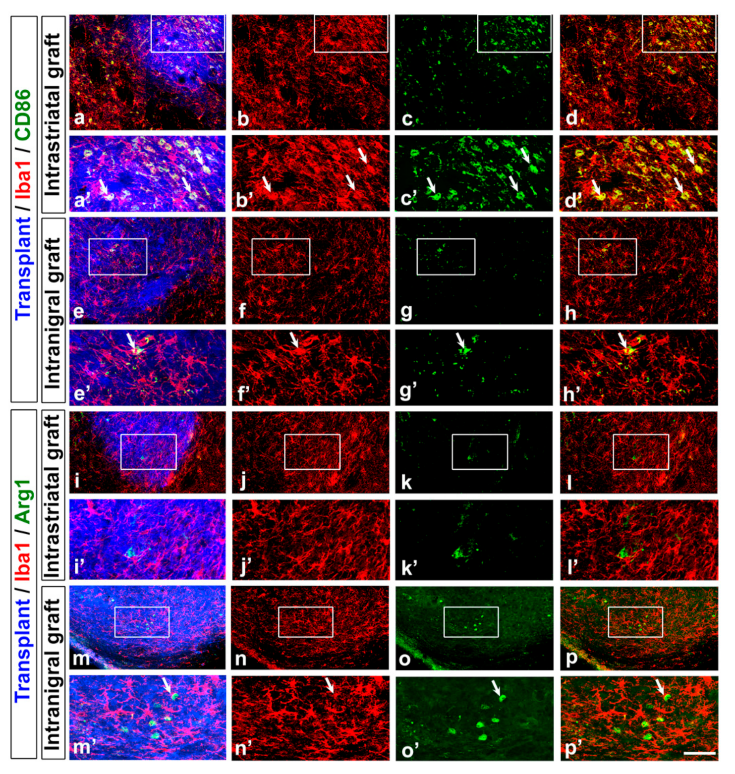 Cells 11 01191 g003 Cells 11 01191 g003