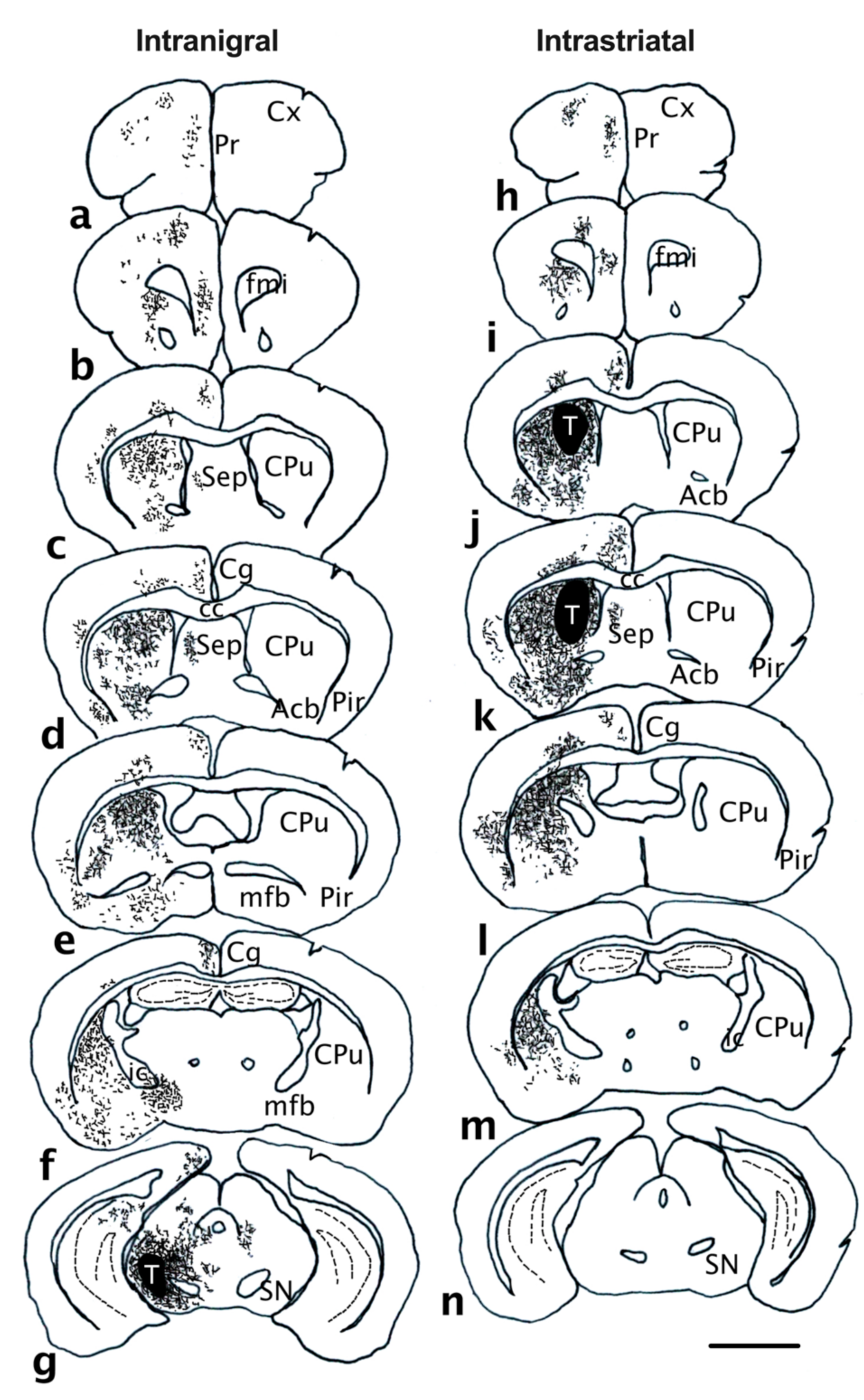 Cells 11 01191 g006 Cells 11 01191 g006
