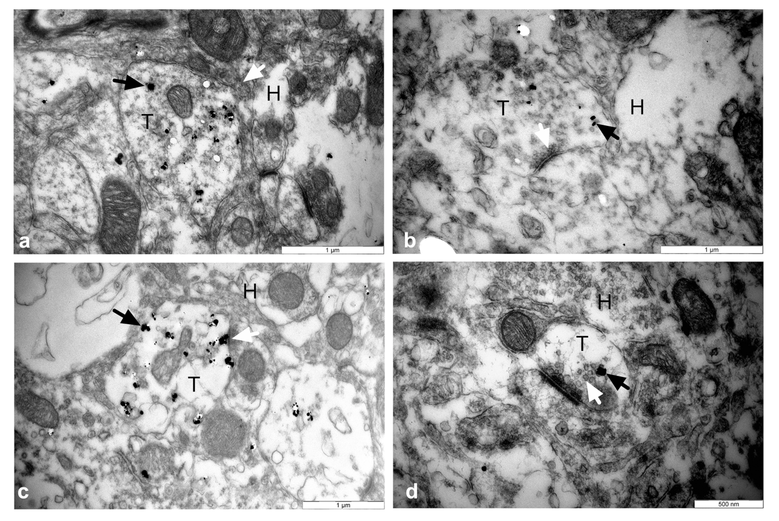 Cells 11 01191 g007 Cells 11 01191 g007