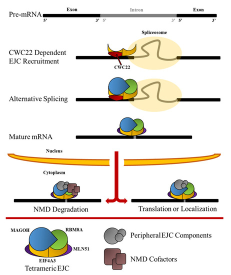 The Physiological Roles of the Exon Junction Complex in