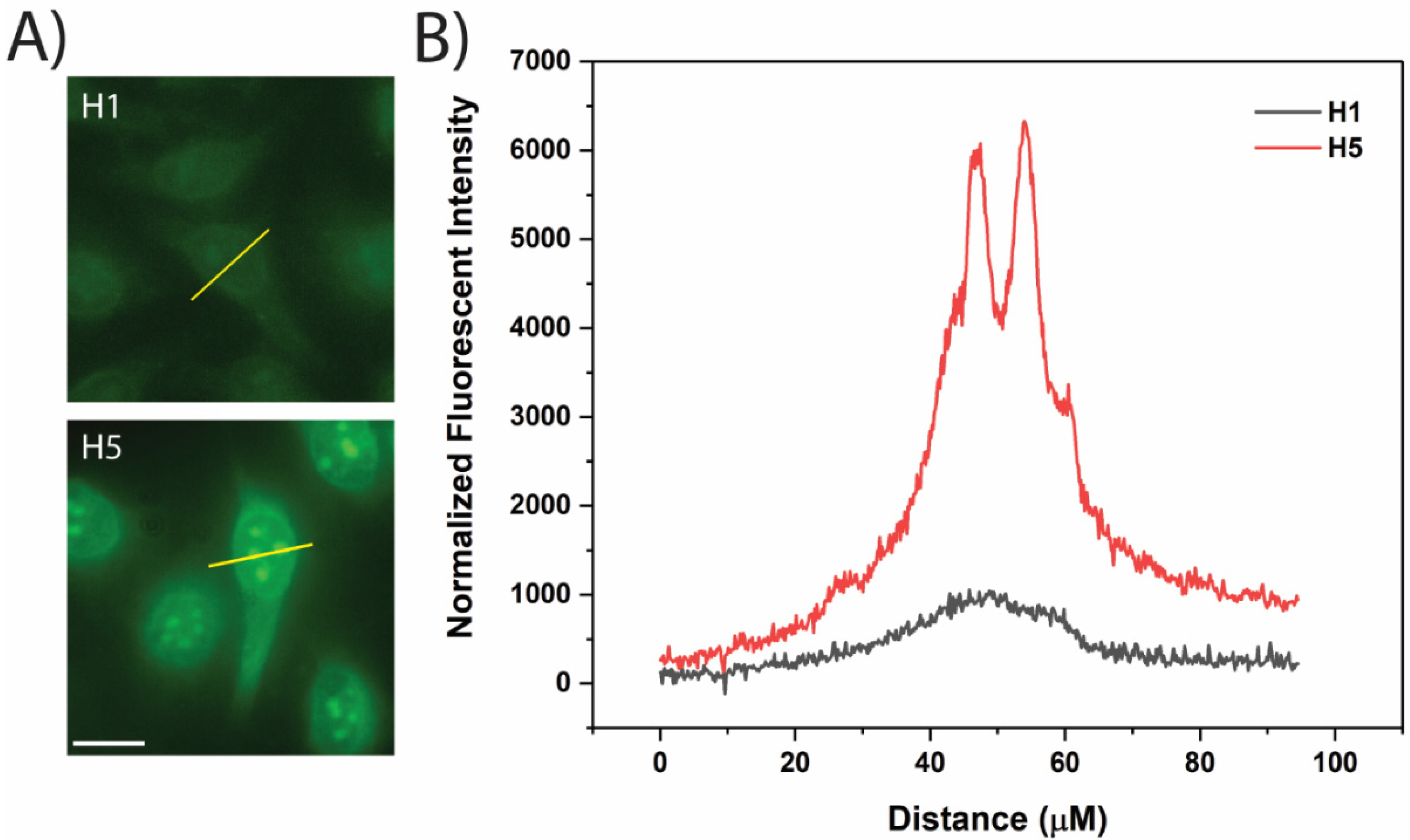 Cells 11 01195 g004 Cells 11 01195 g004