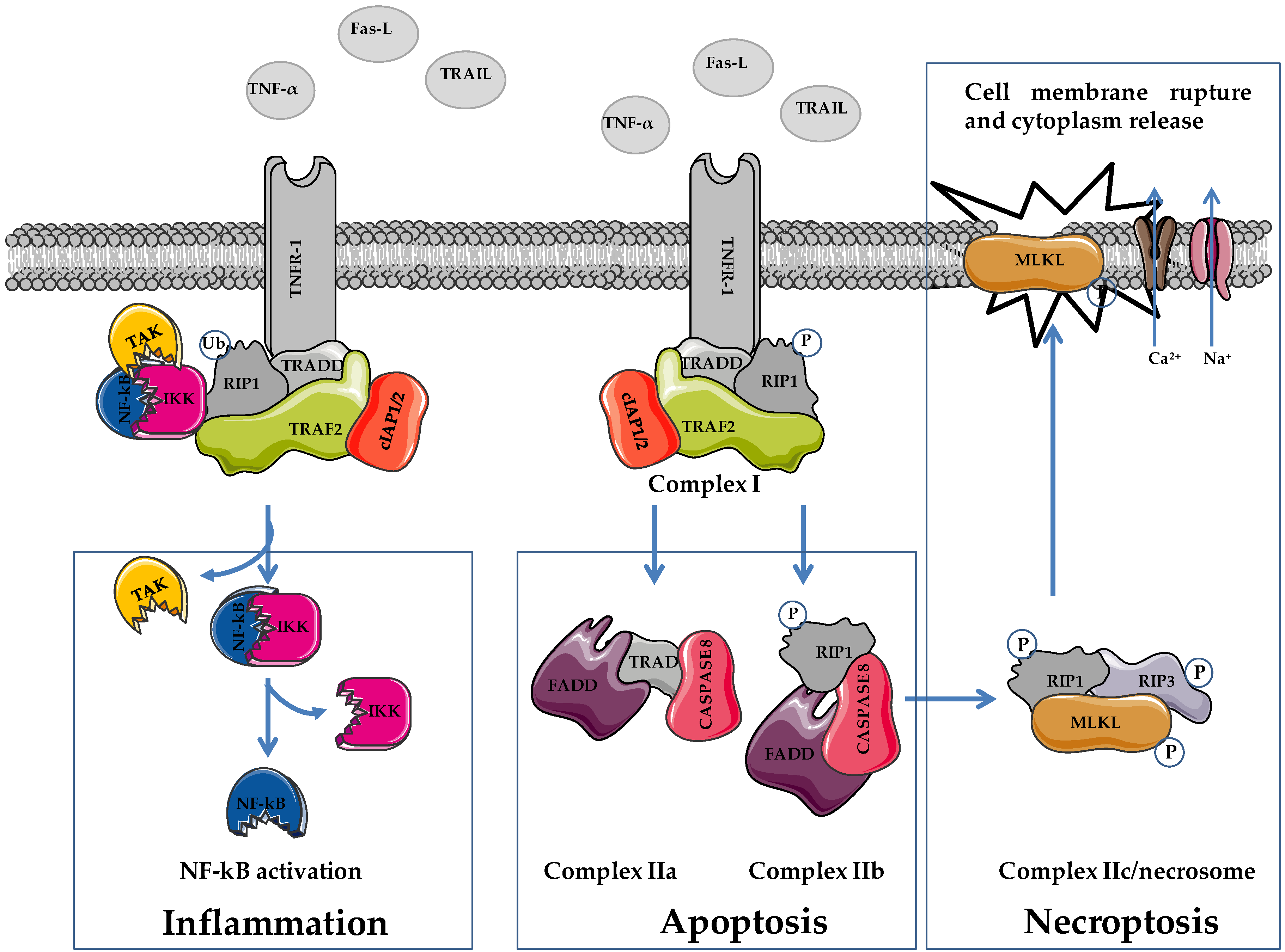 Cells 11 01221 g001 Cells 11 01221 g001